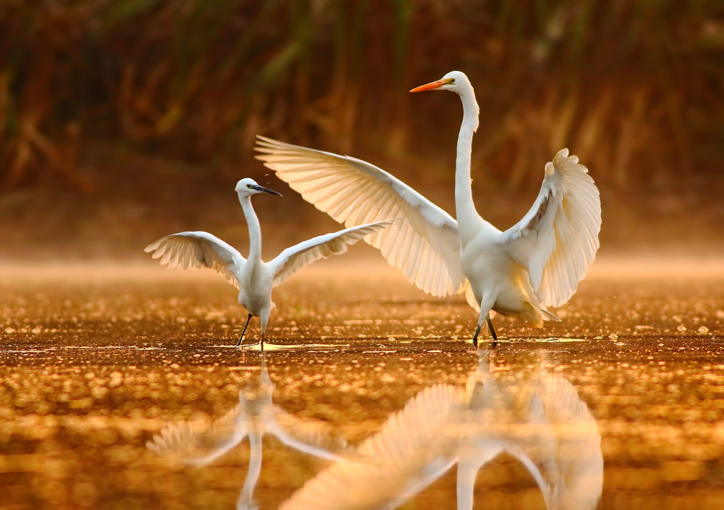 A Little Egret stood next to a Great White Egret flapping their wings in shallow water at sunset.