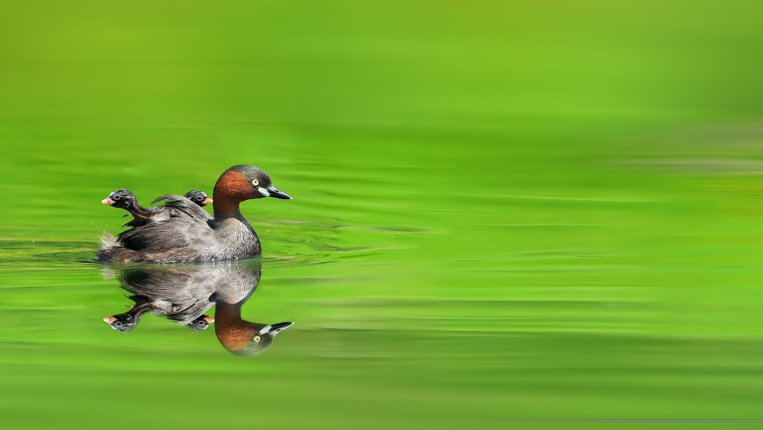 A Little Grebe swimming on water with a green reflection from the surrounding tress, with their young on their back.