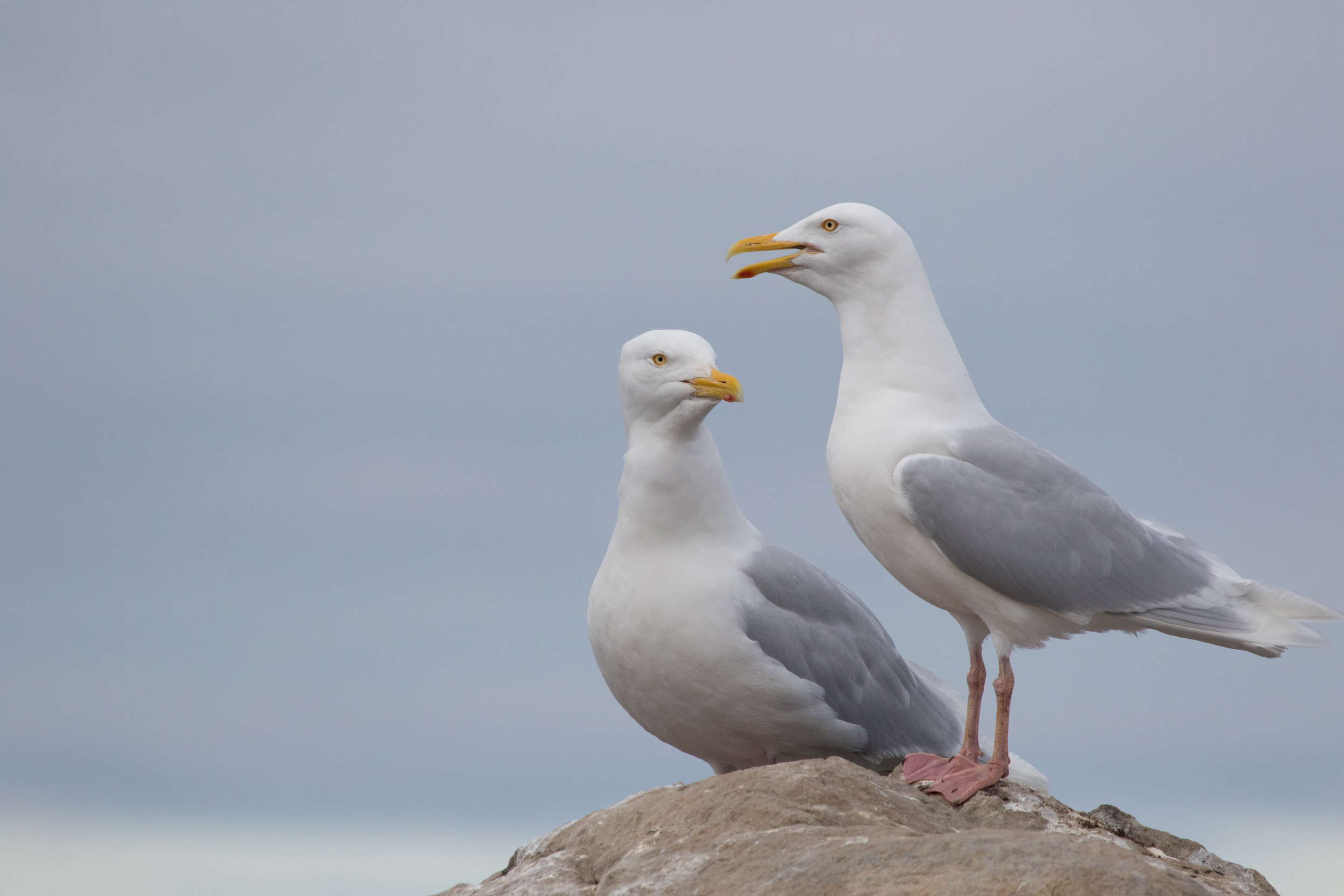 A pair of breeding Glaucous Gulls stood on the top of a rock.