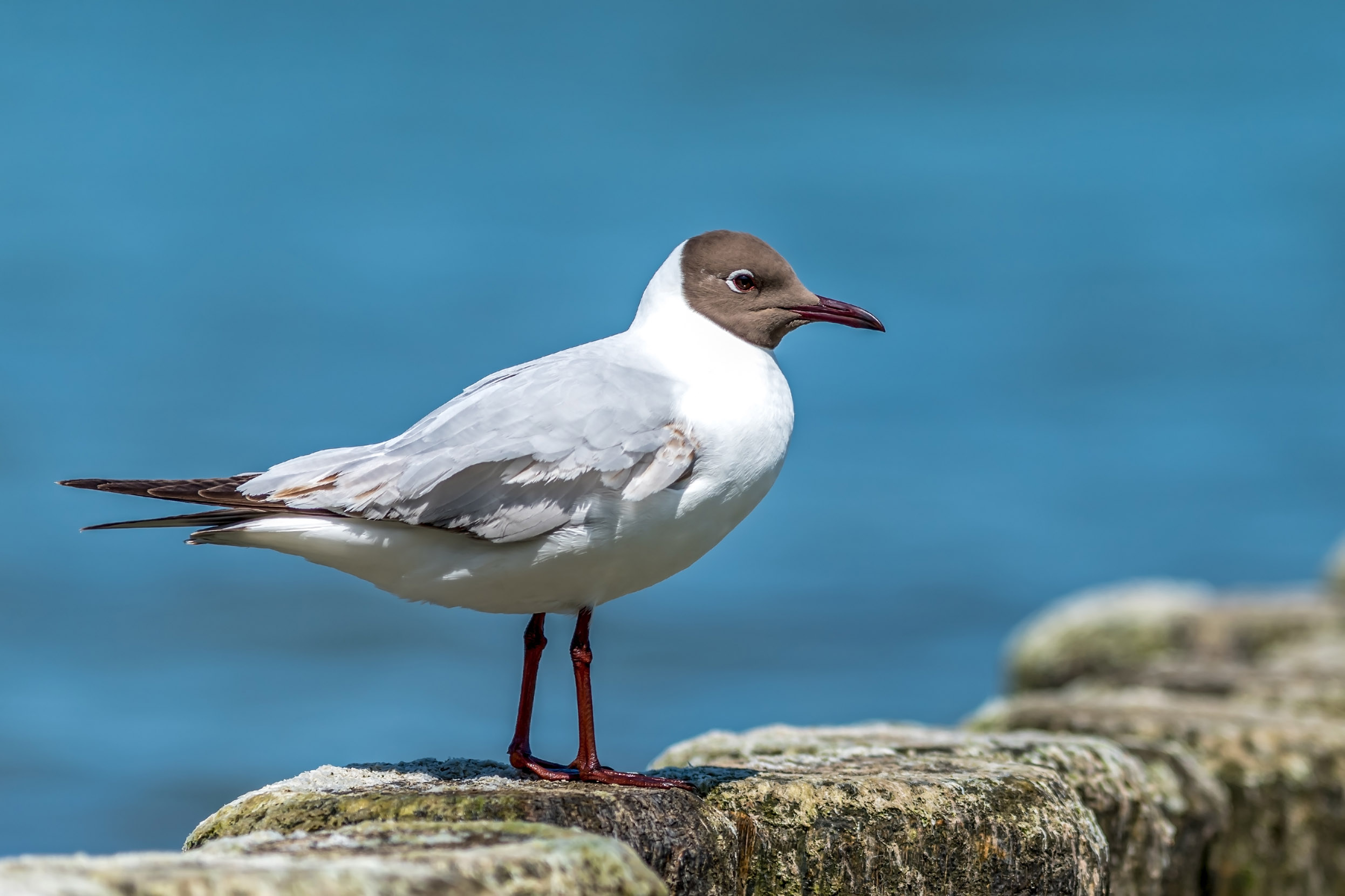 A lone Black-headed Gull perched on a stone wall next to the sea.