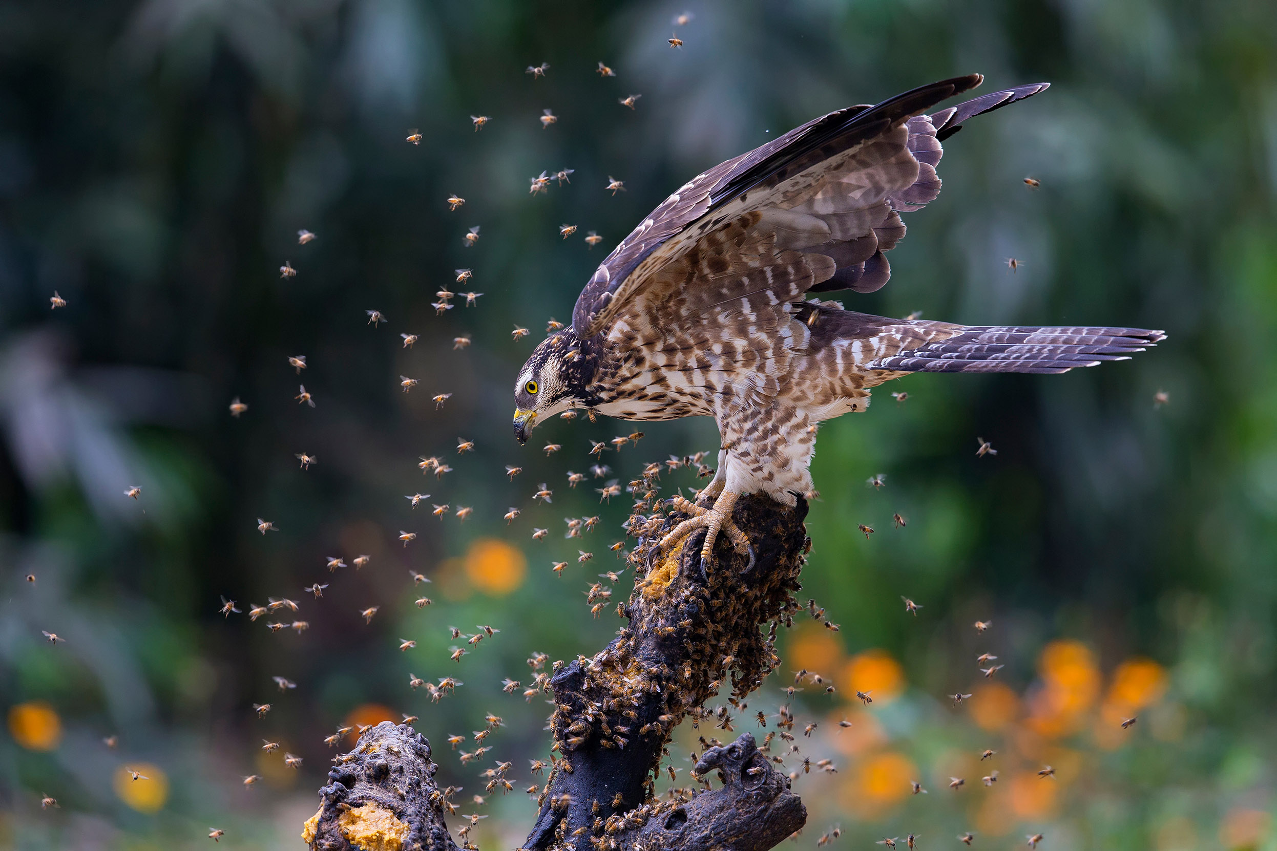 A Honey Buzzard perched on a branch surrounded by a swarm of bees.