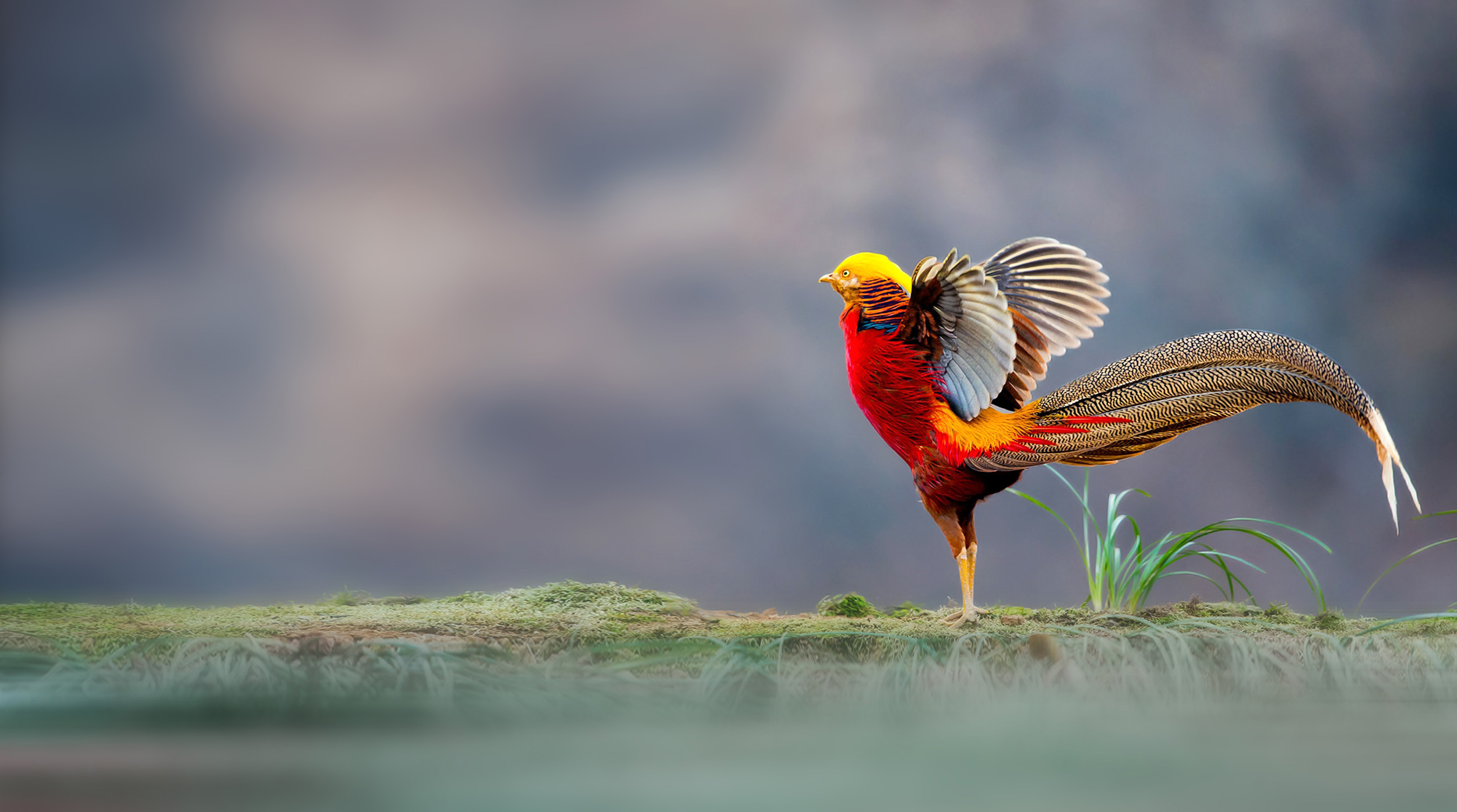 A male Golden Pheasant stood in a field flapping his wings.