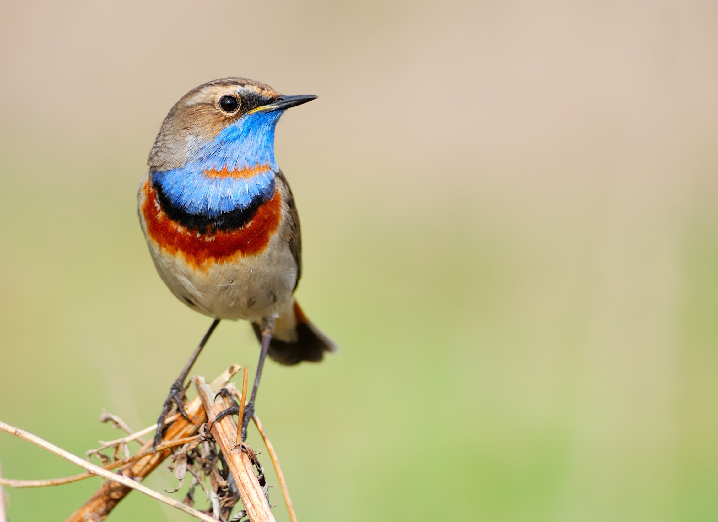 Bluethroat perched on a collection of branches.