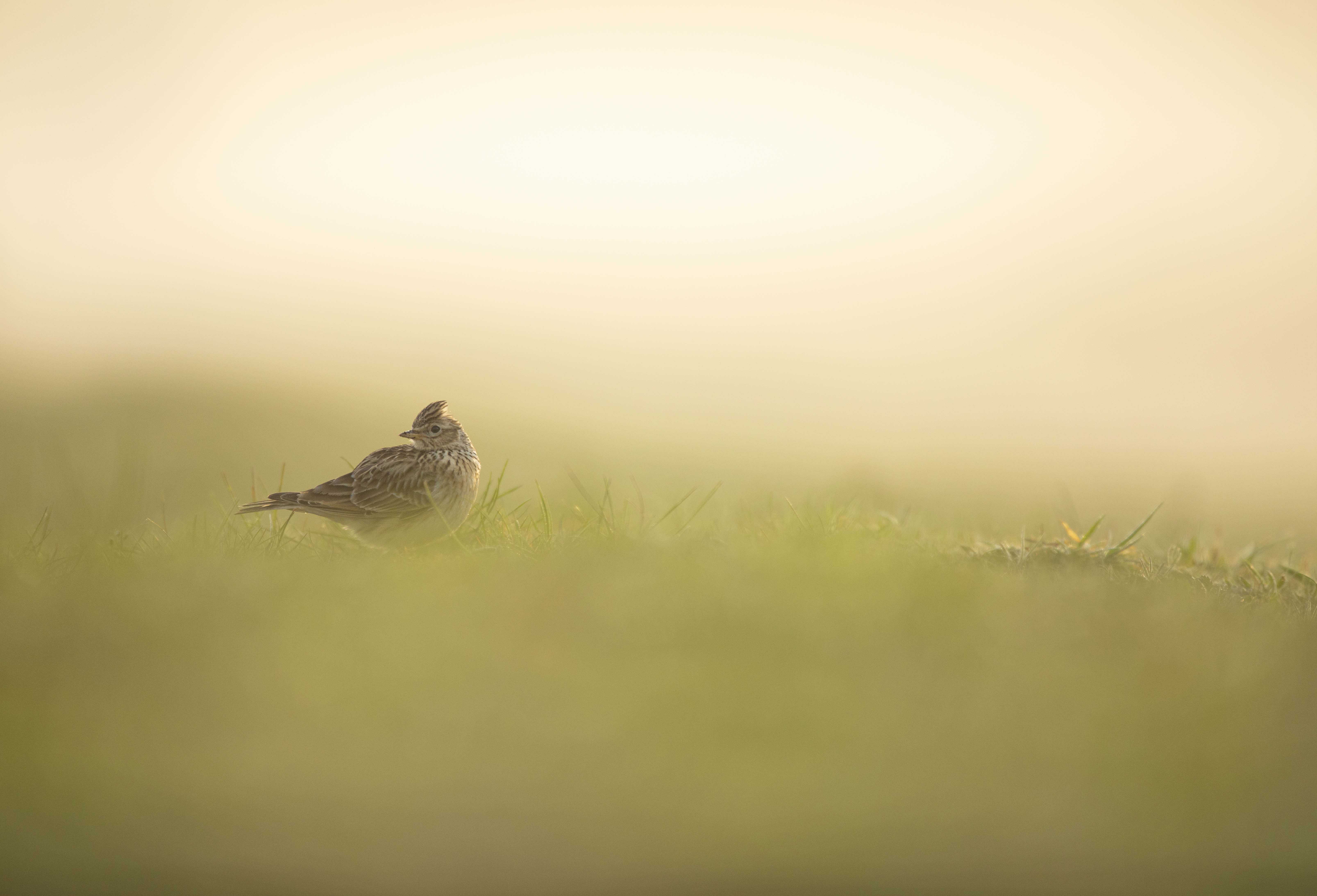 A lone Skylark stood on grassland amongst early morning mist.