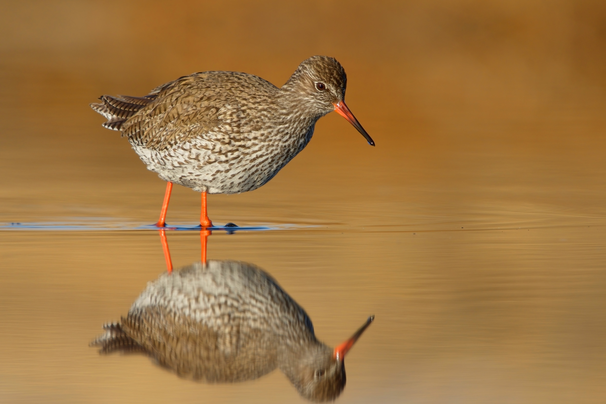 A Redshank wading in shallow water looking at it's reflection.