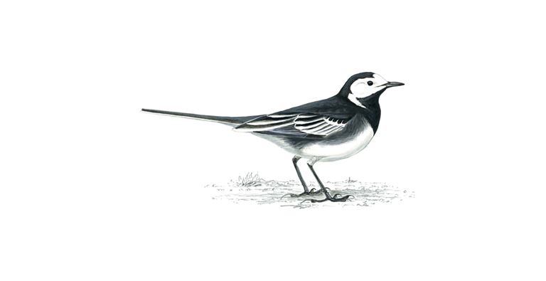 An illustration of a Pied Wagtail.
