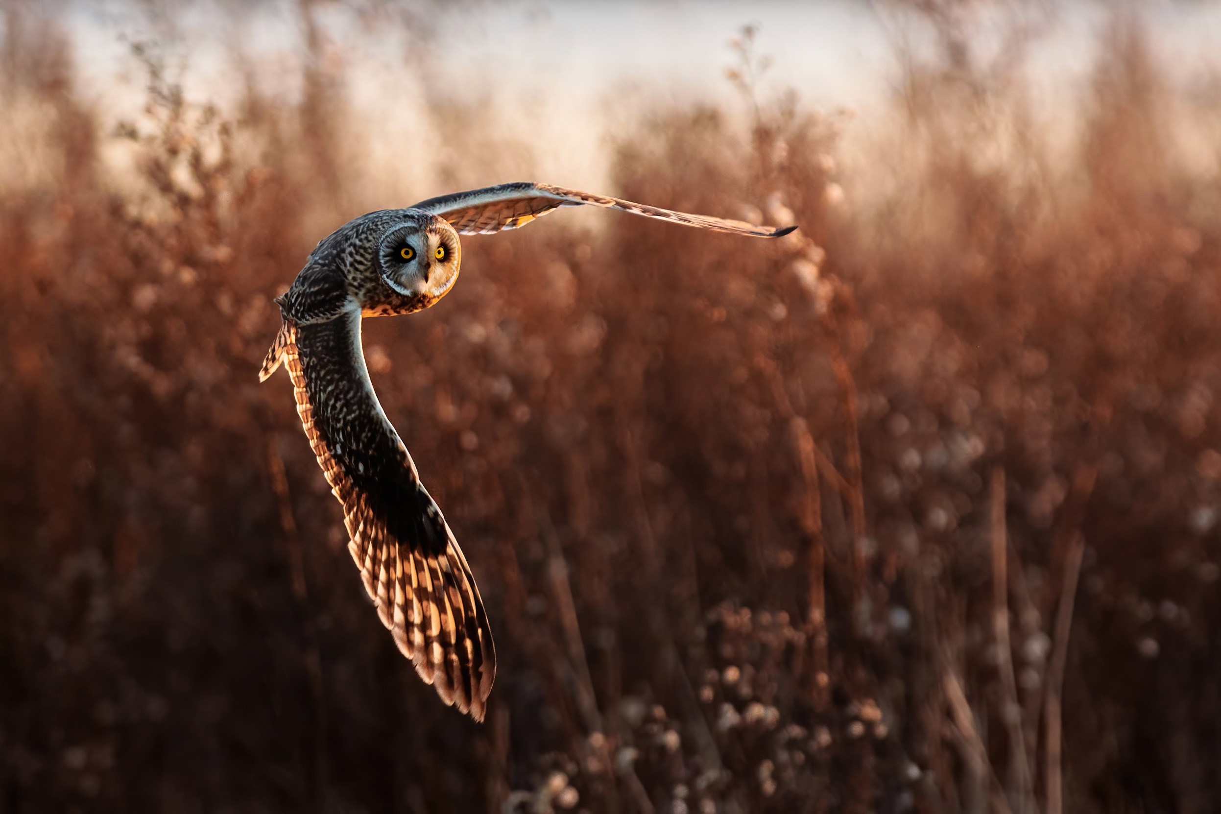 A lone Short-eared Owl in mid flight, hunting with their wings fully spread out.