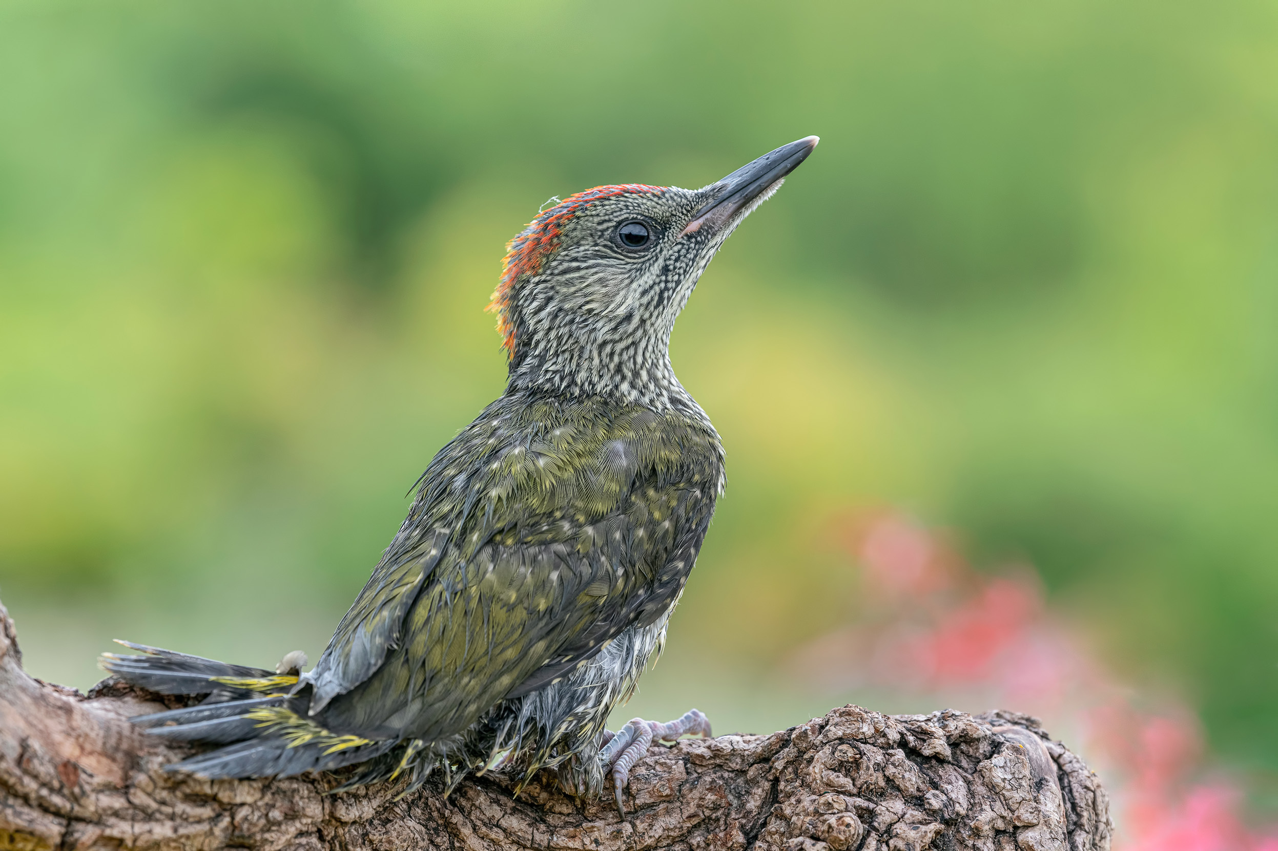 A lone juvenile Green Woodpecker perched on a log.