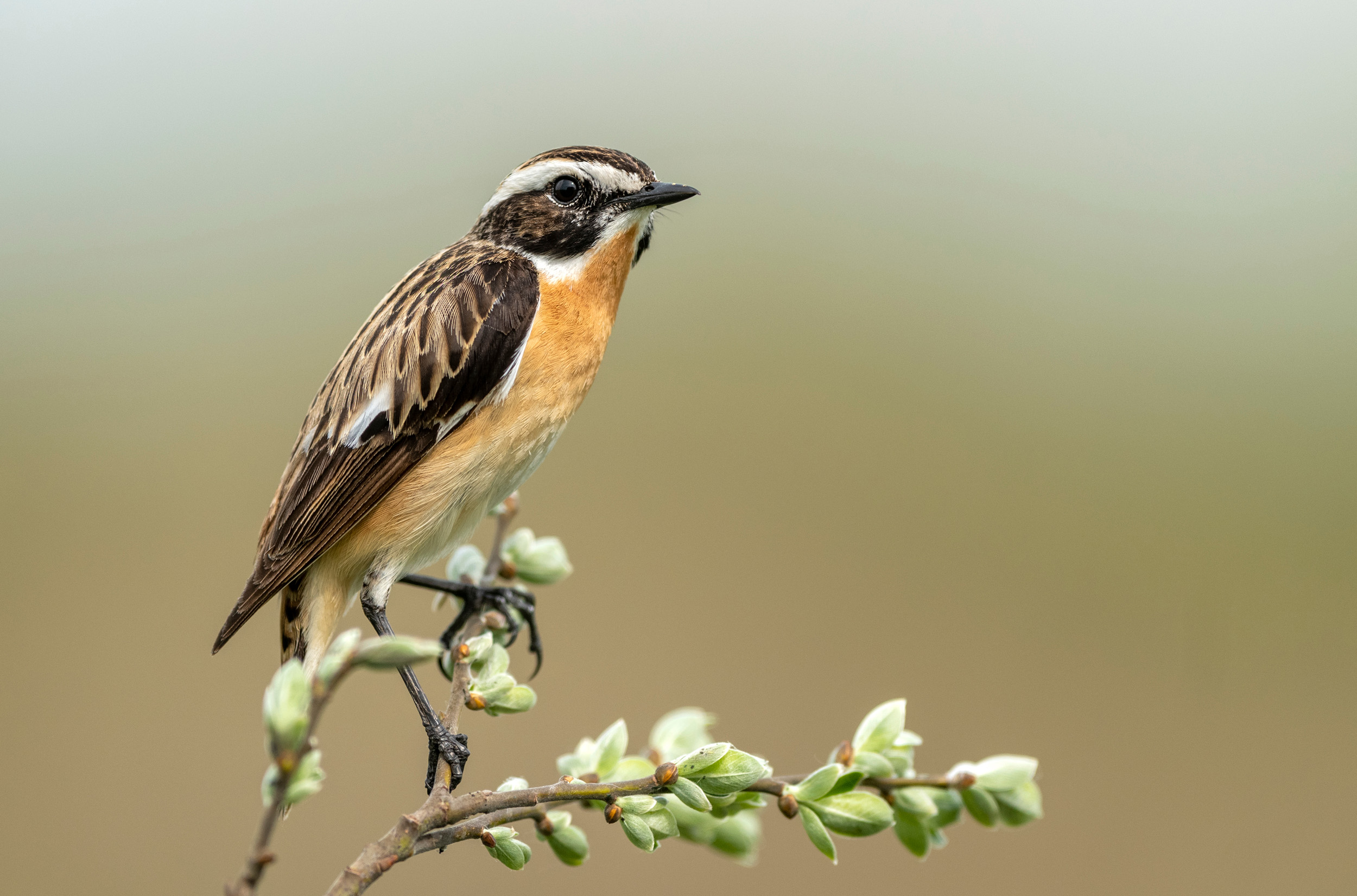 A male Whinchat stood on a tree branch.