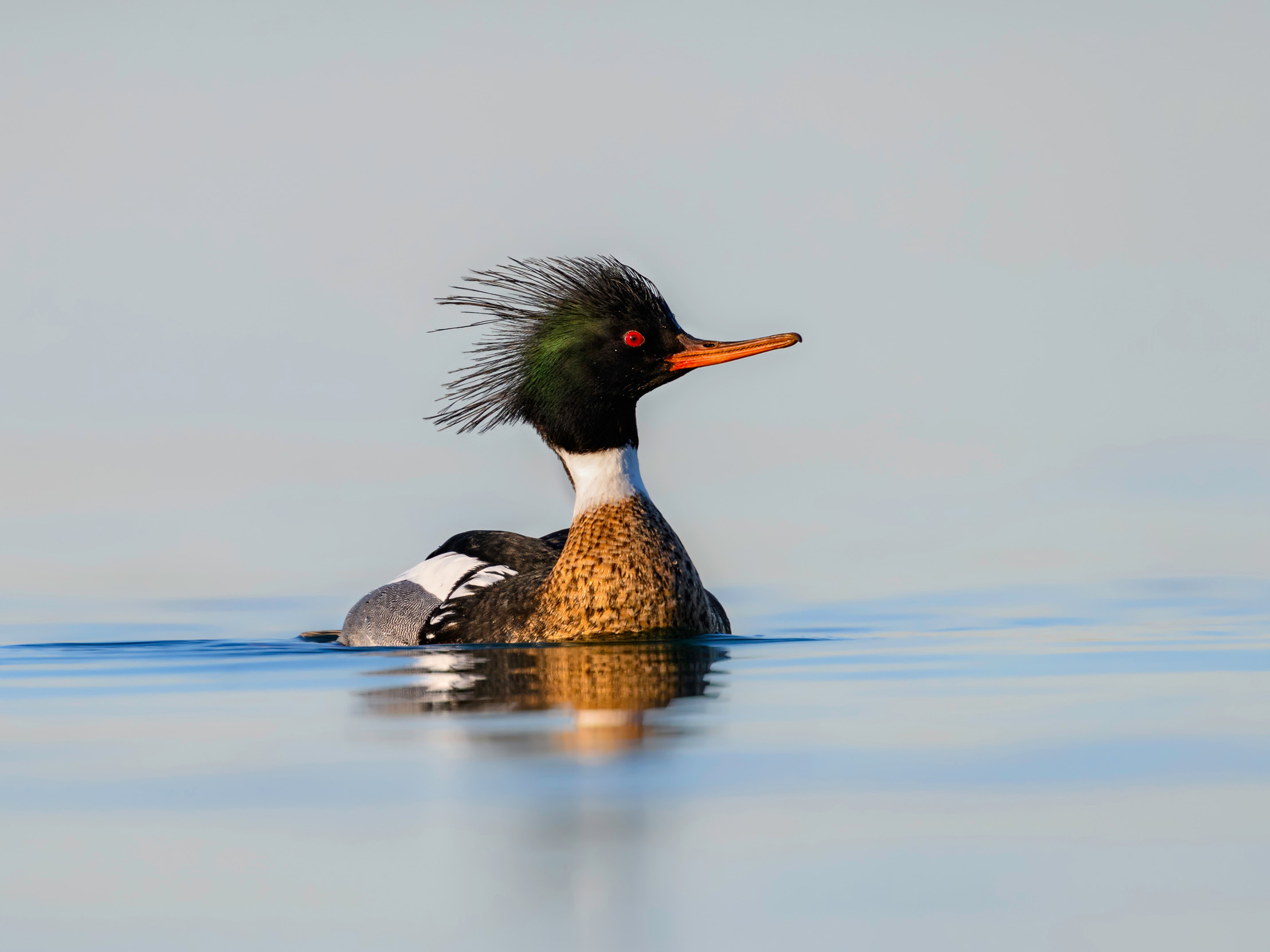 A male Red-breasted Merganser swimming in the morning sunlight.