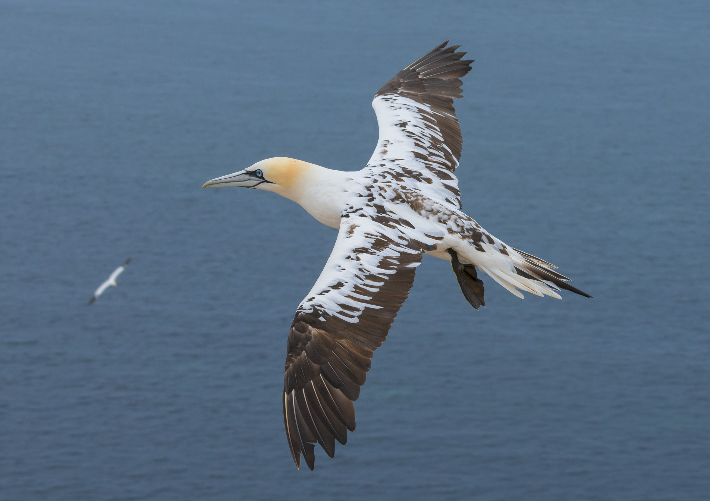 A lone Gannet flying over the sea.