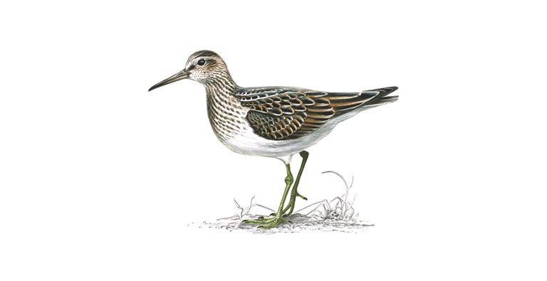 An illustration of a Pectoral Sandpiper.