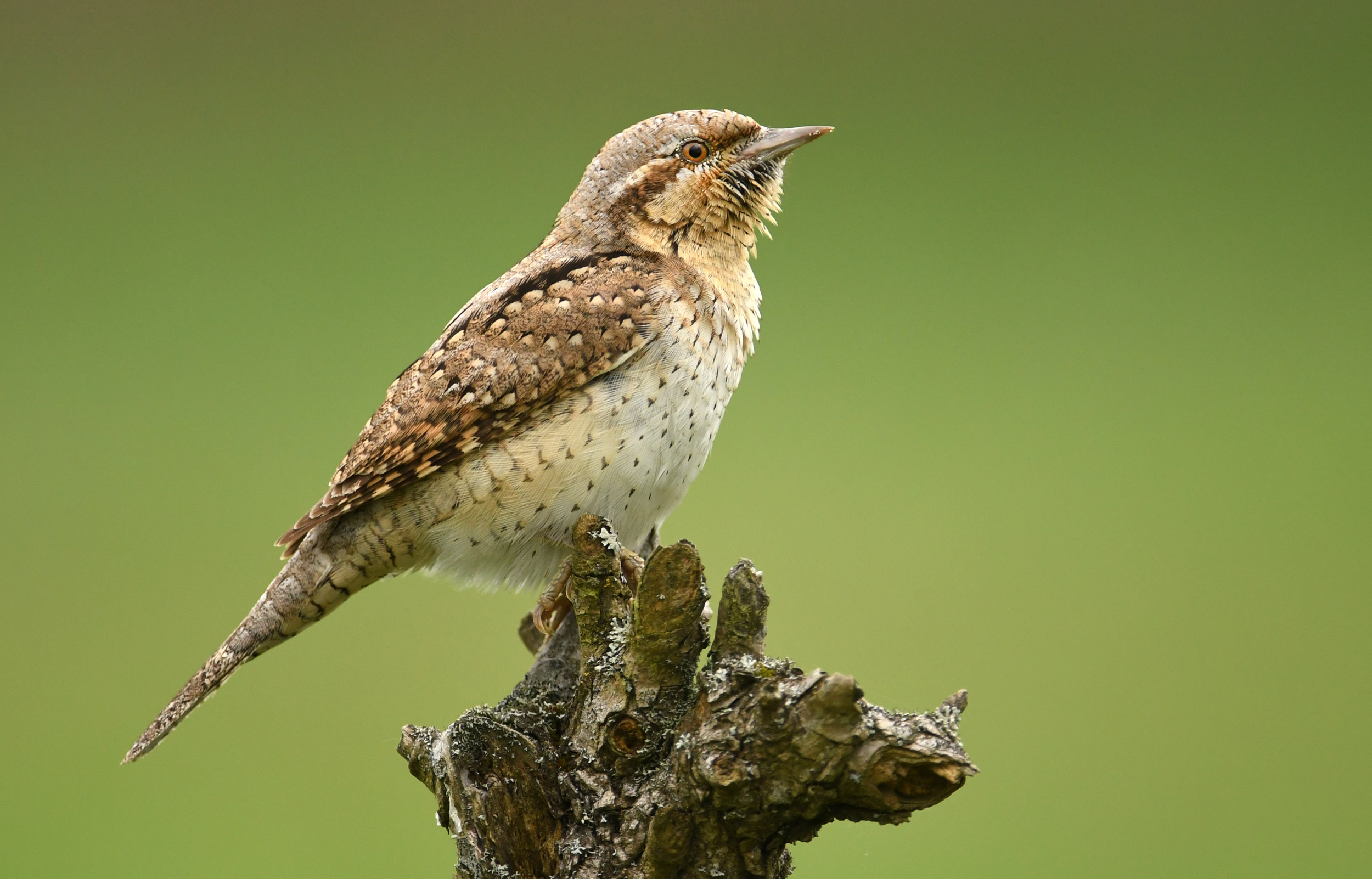 A lone Wryneck perched on the top of a tree stump against a green background.