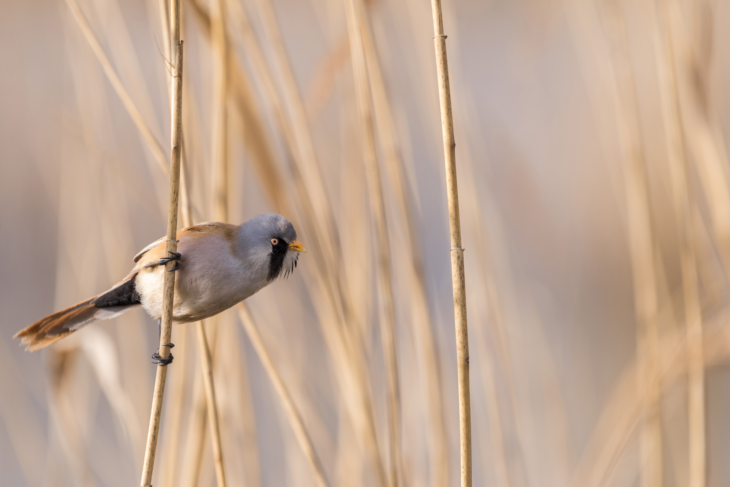A lone male Bearded Tit perched on reeds with the summer sun beaming down shades of pale pink and orange.