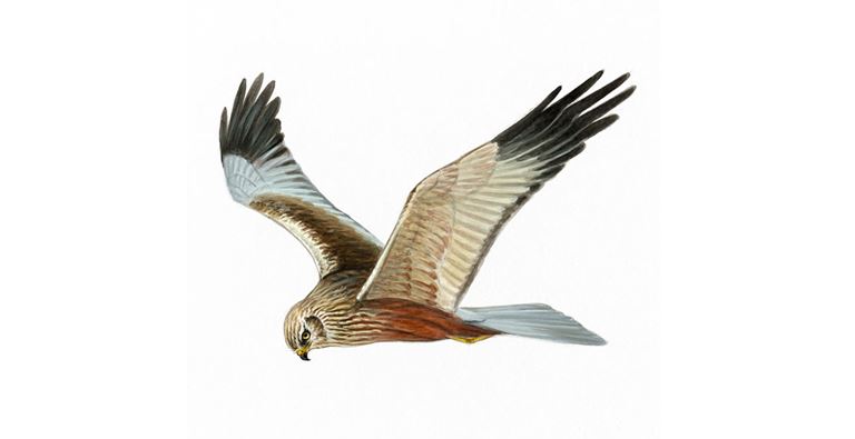An illustration of a Marsh Harrier.
