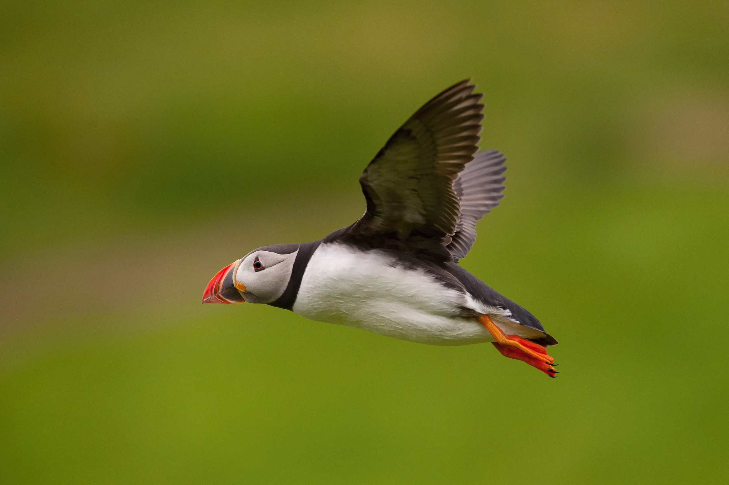 An adult Puffin in mid-flight.