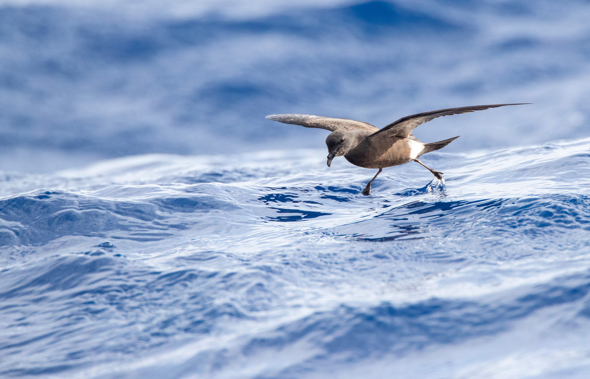 A lone Storm Petrel flying low over a wavy sea.