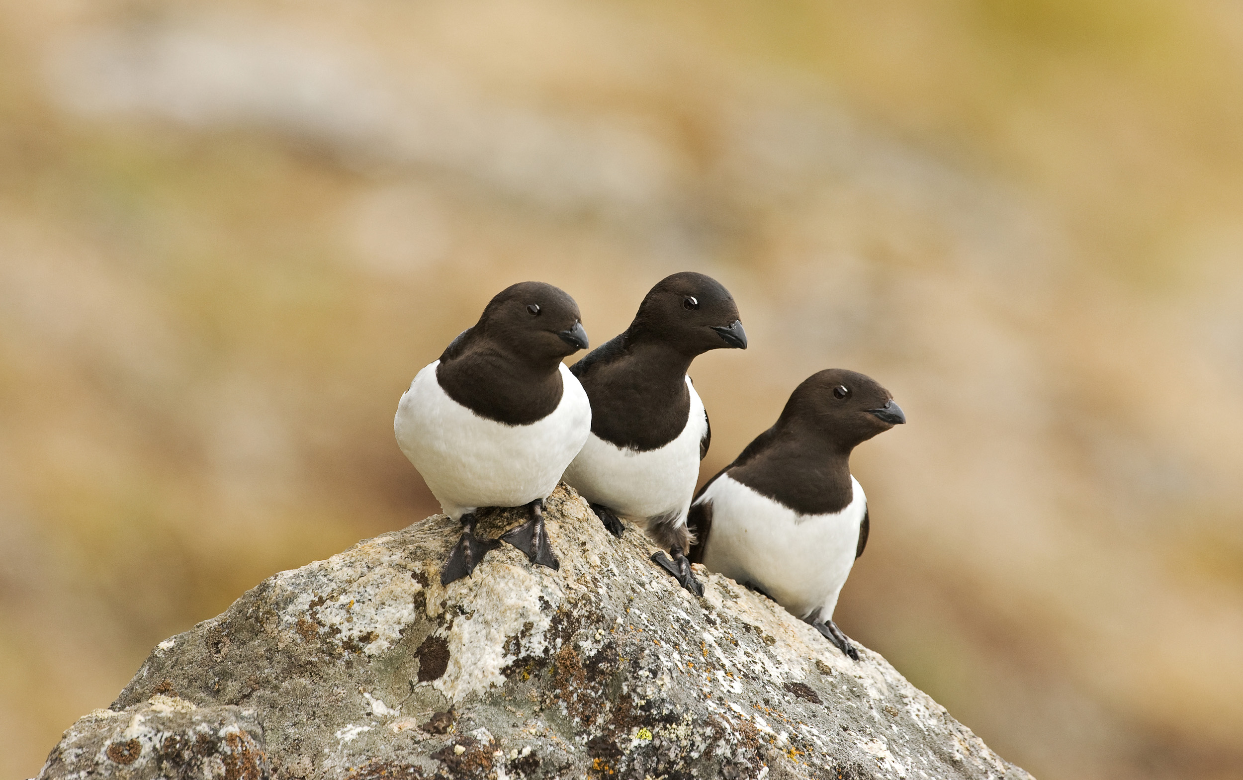 Three Little Auks sat together on a rock.