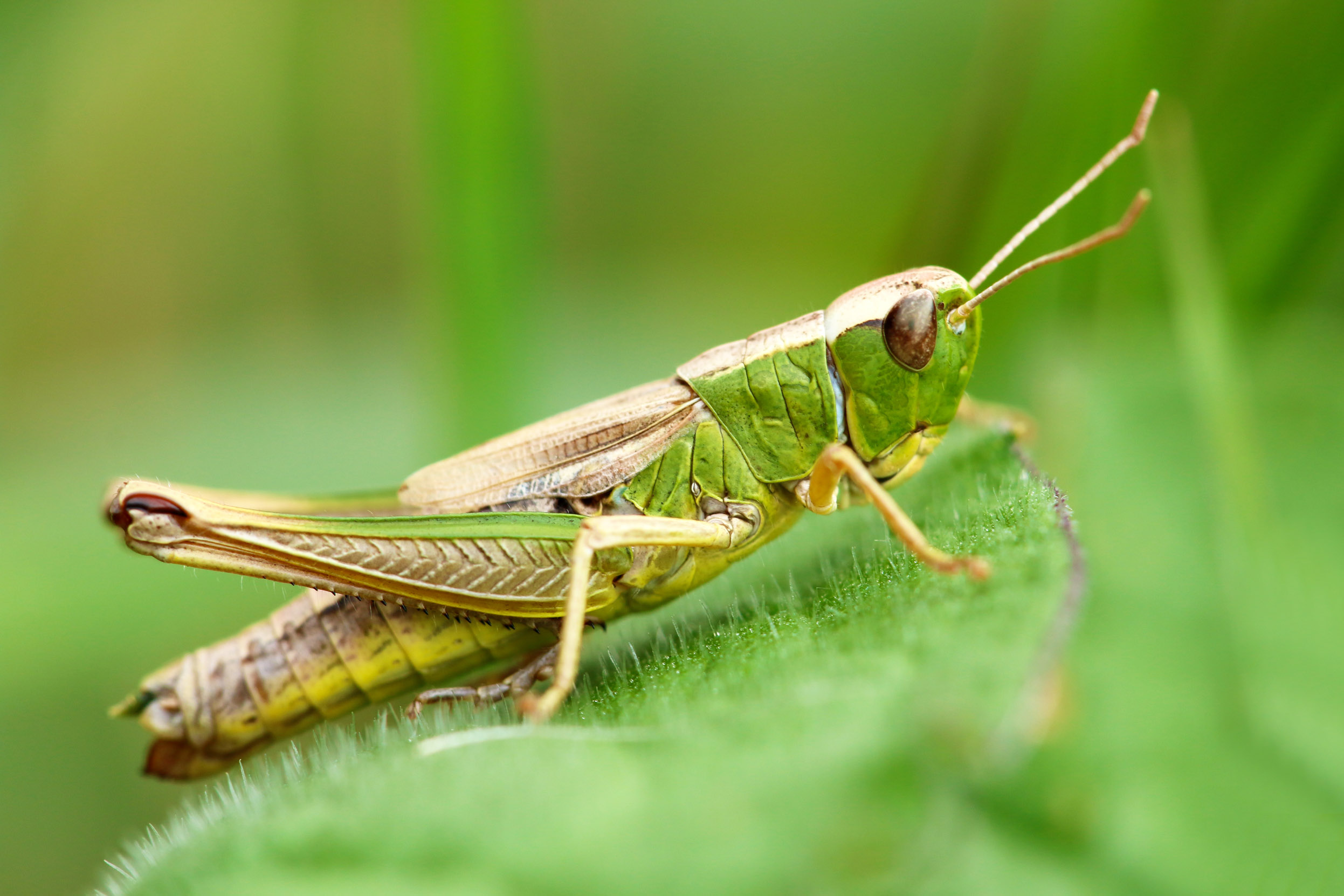 A lone Meadow Grasshopper perched on a green leaf.