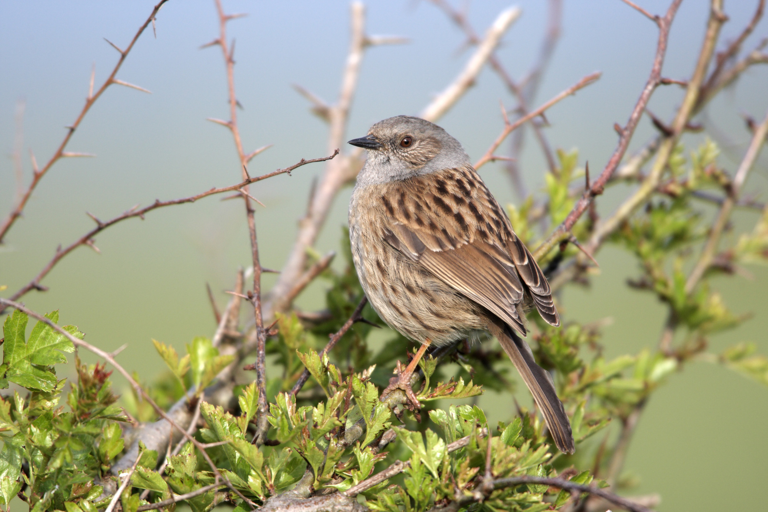 A lone Dunnock perched on a twig.