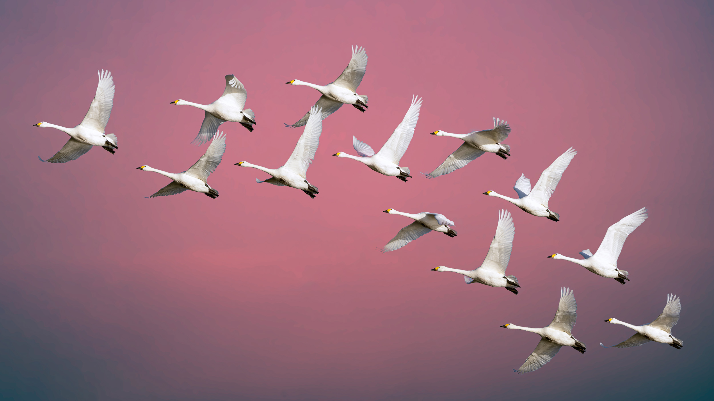 A large group of Bewick Swans flying overhead against a pink sky.