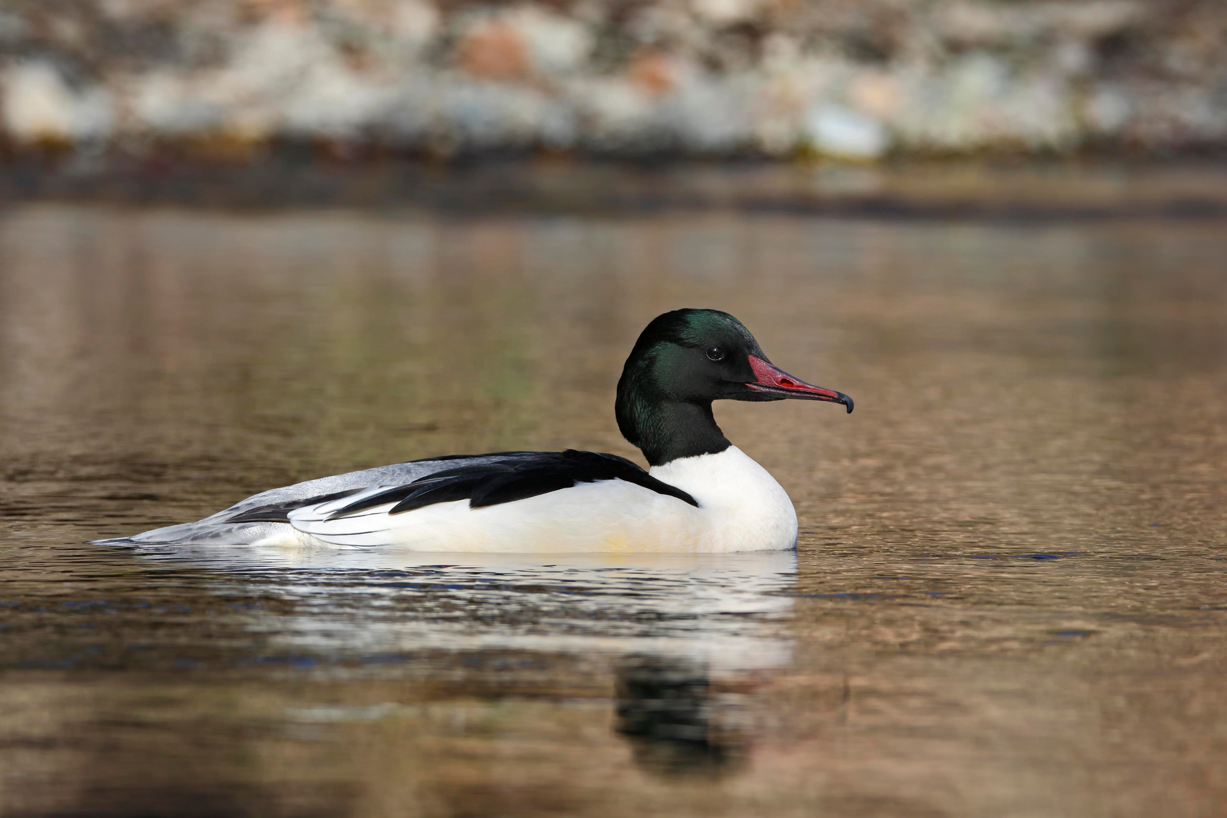 A male Goosander swimming on water in its natural habitat.