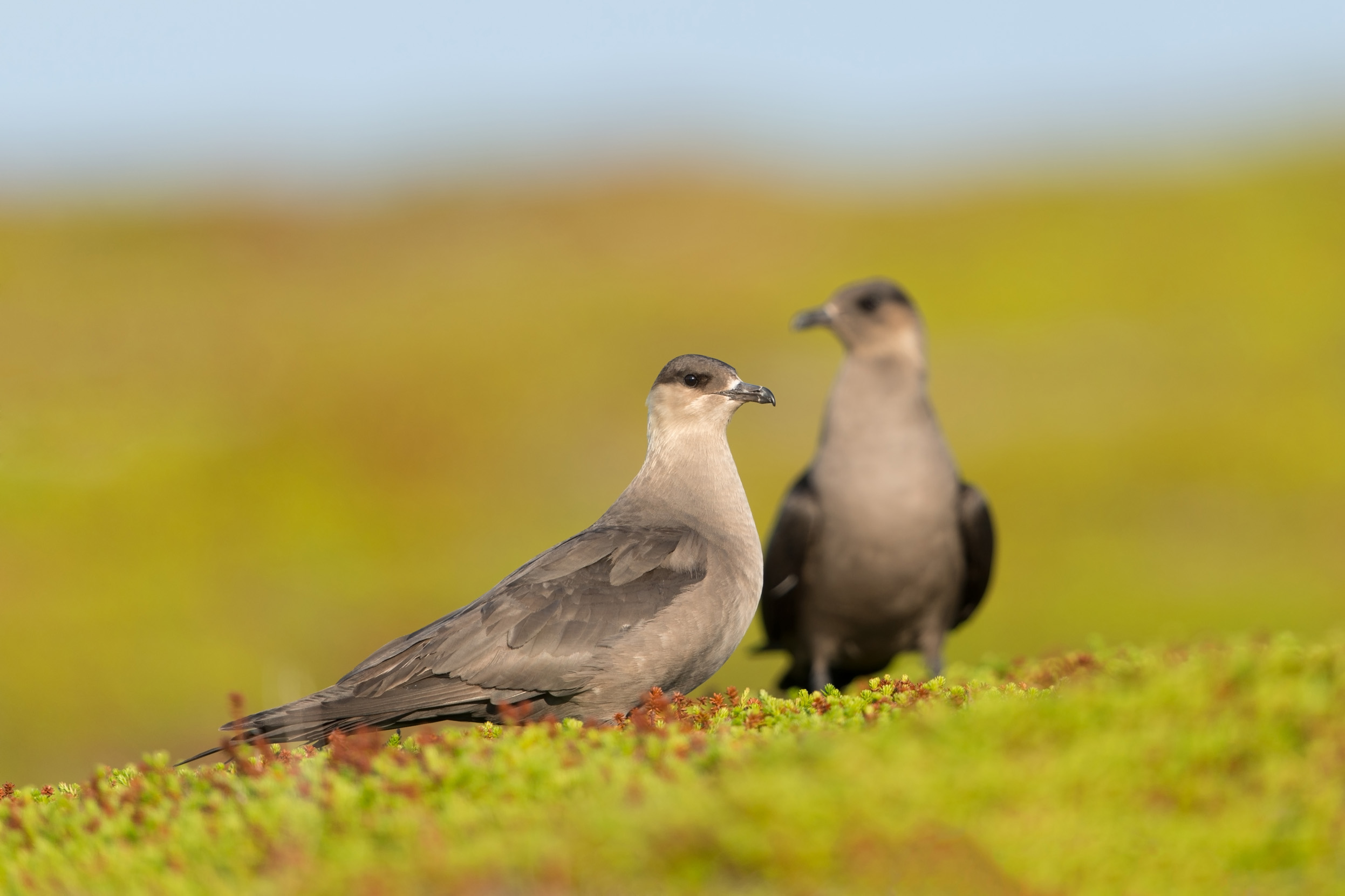 Two Arctic Skua stood together in a grassy field.