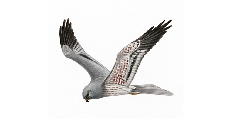 An illustration of a Montagu's Harrier.