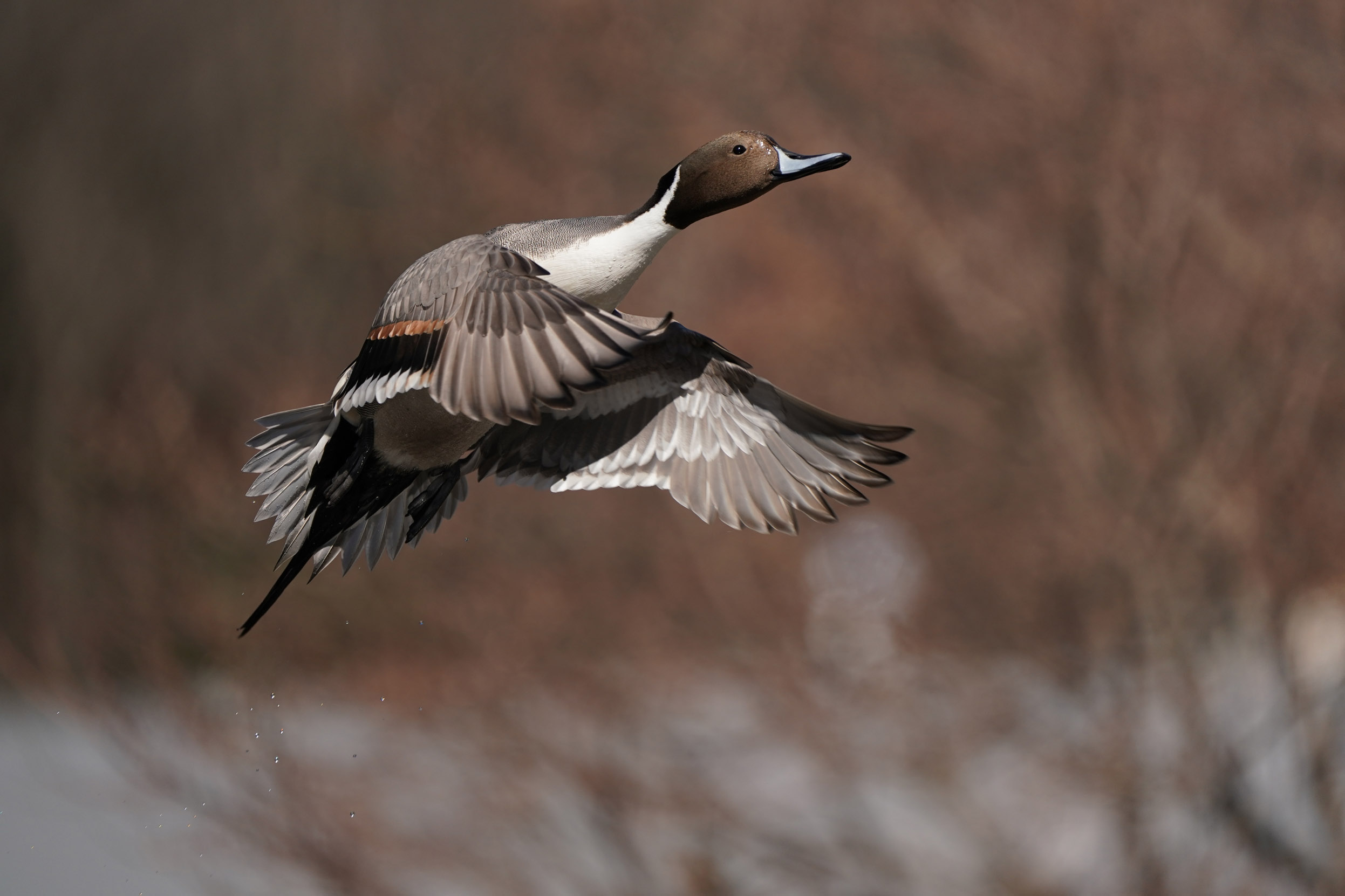 A lone Pintail flying against a background of forest.