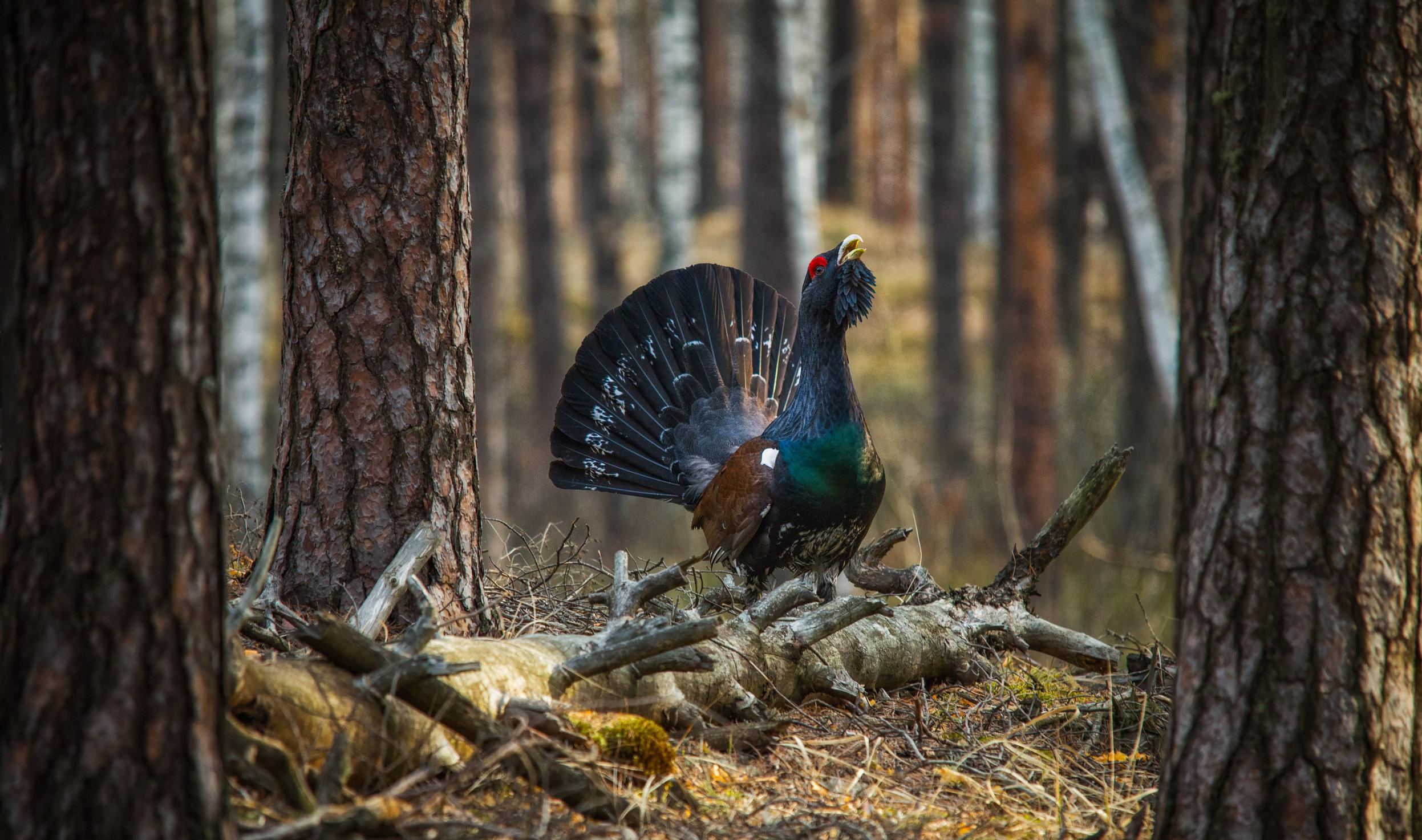 A lone Capercaillie wandering through the woodland.