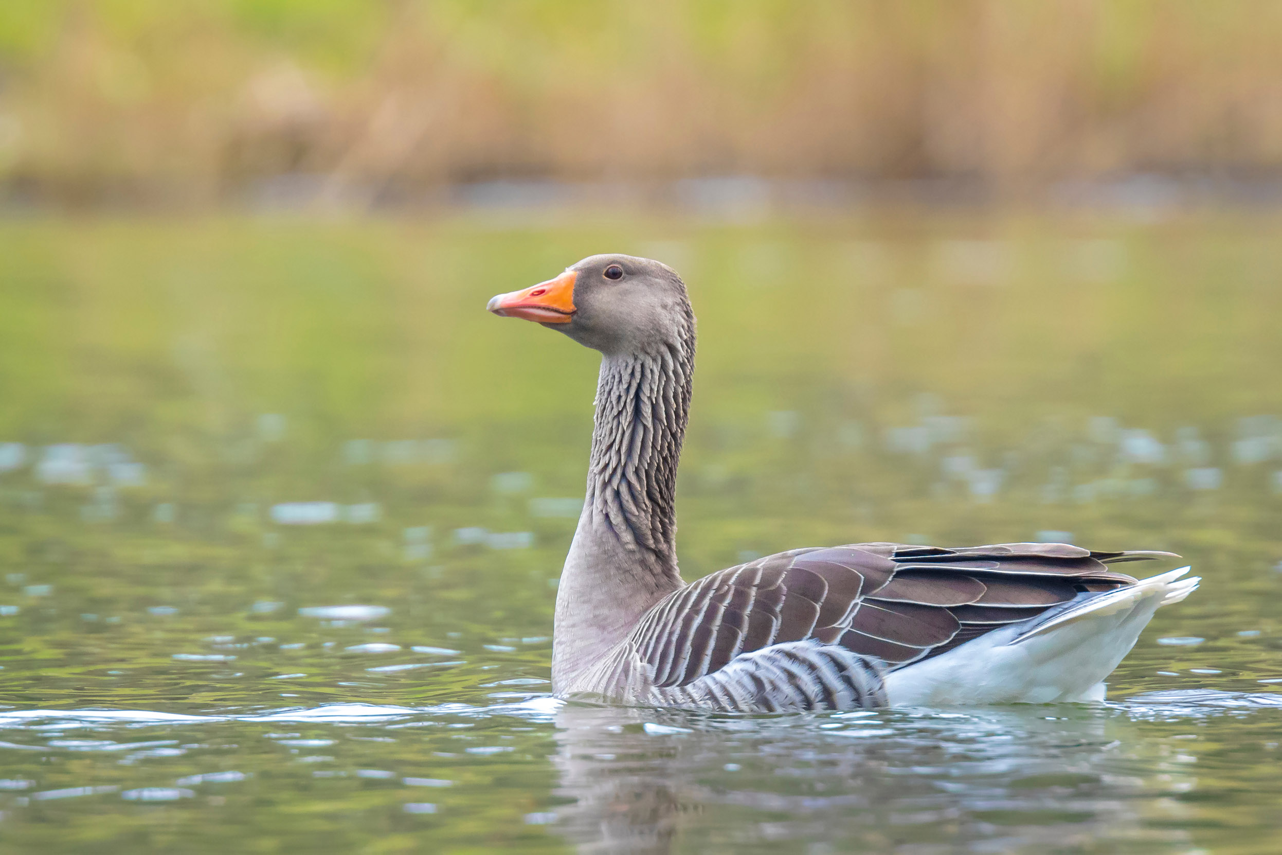 A Greylag Goose swimming down stream with reedbeds behind them.
