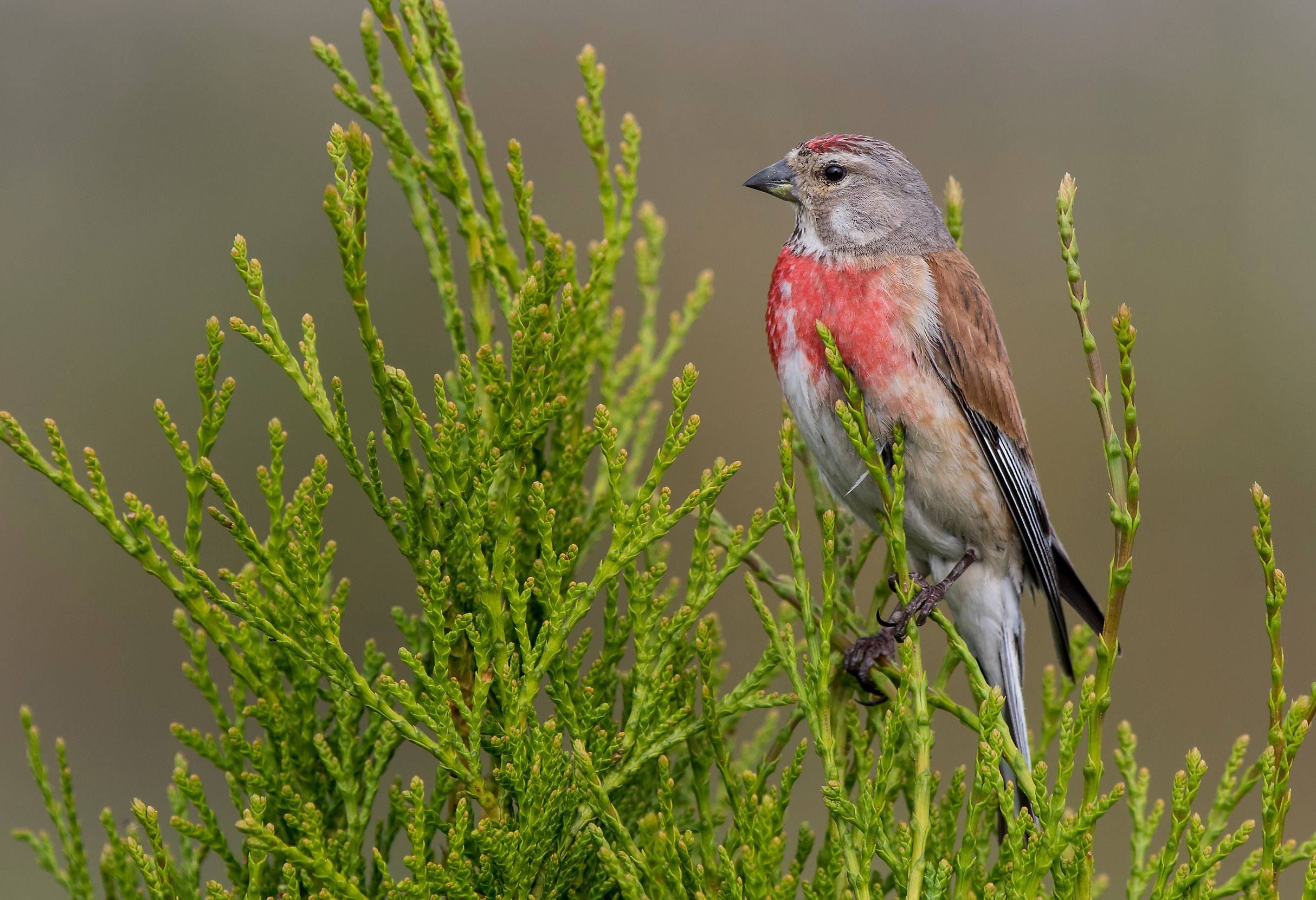 A lone Linnet perched at the top of a tree.