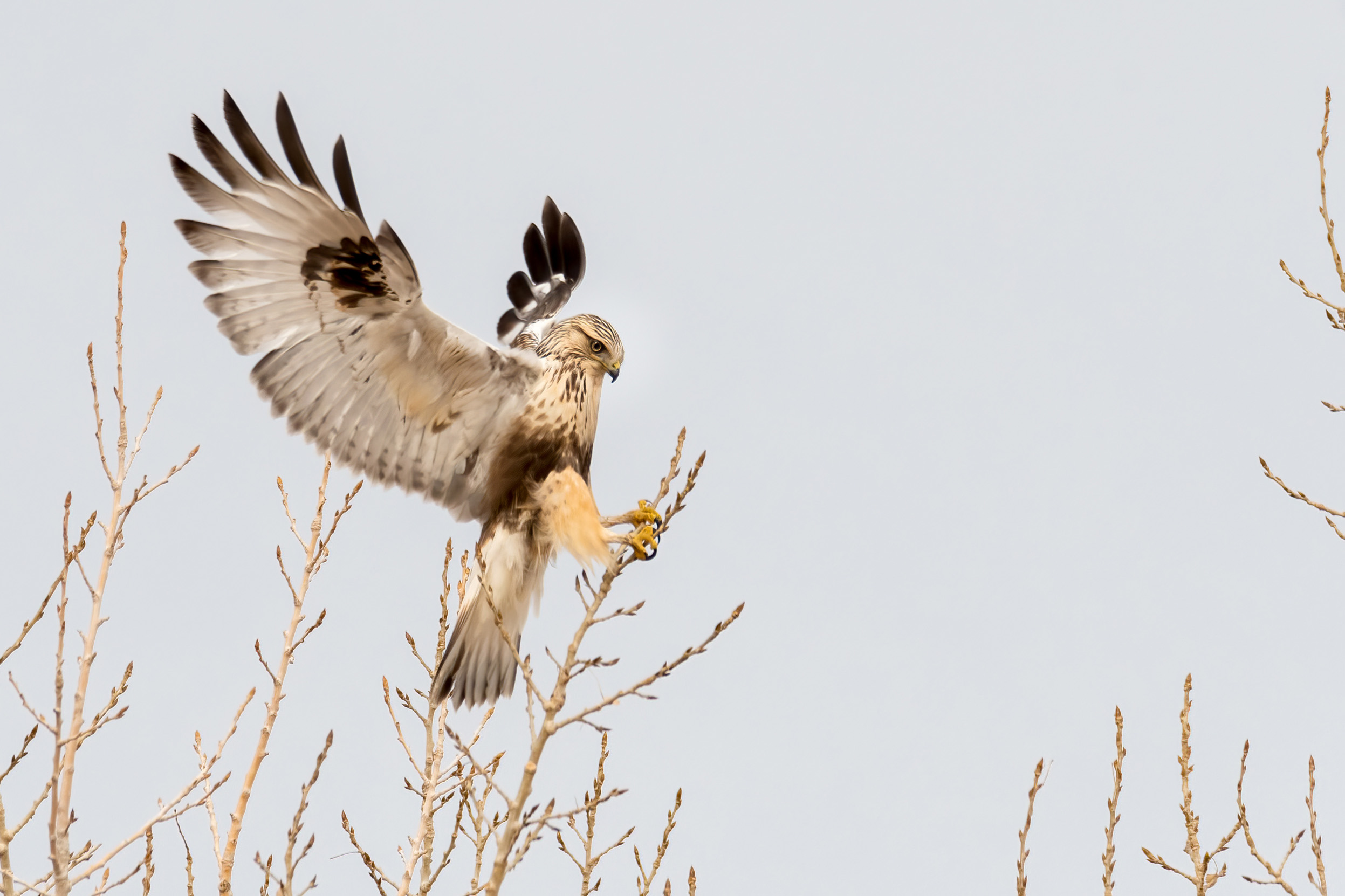 A Rough-legged Hawk landing on a small branch with grey skies behind it.