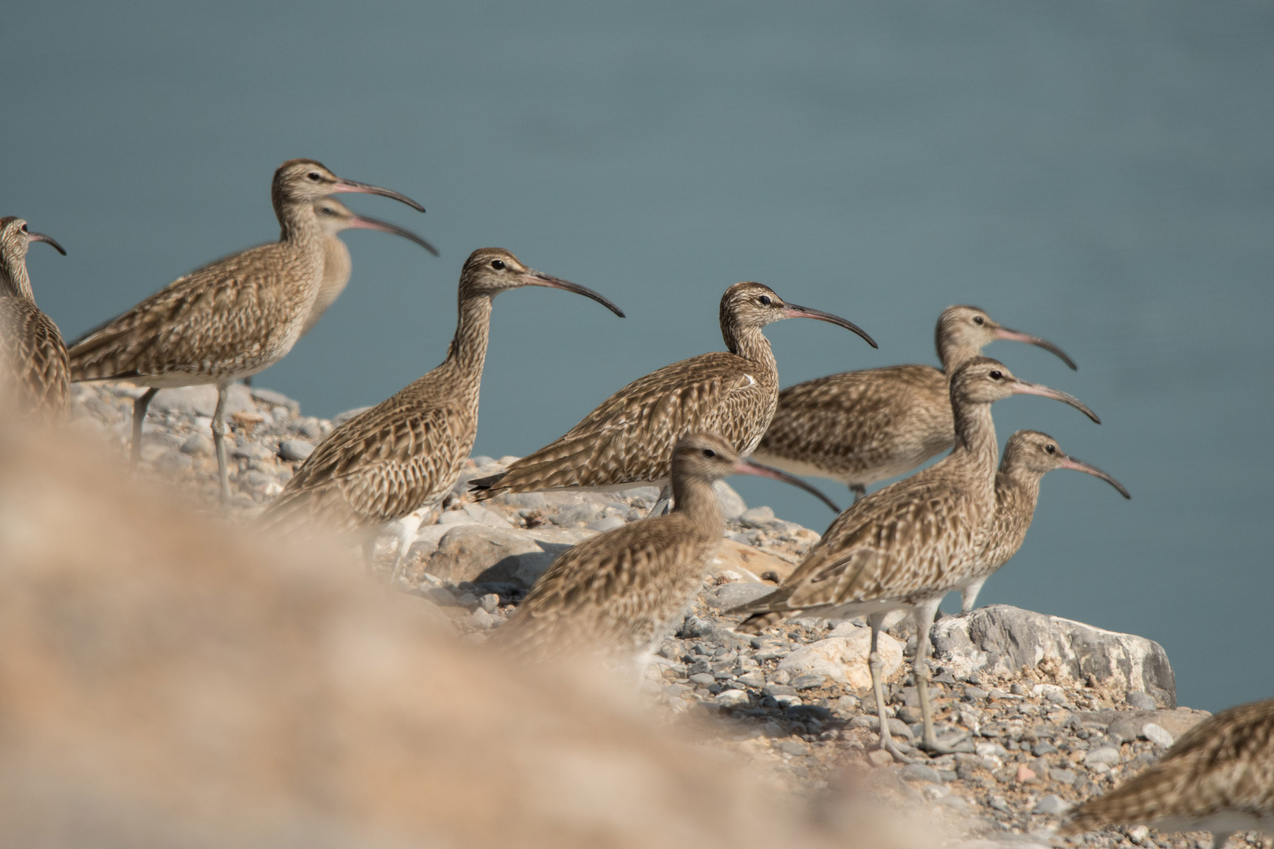 A flock of Whimbrel stood together on a rock next to the sea.