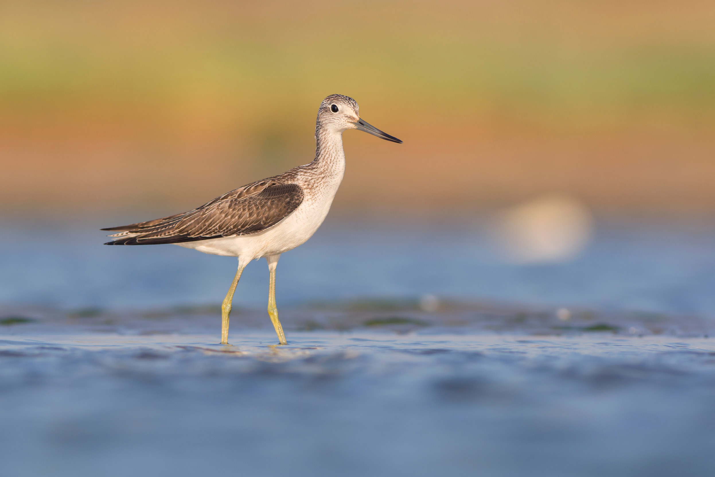 A lone Greenshank wading through shallow waters.