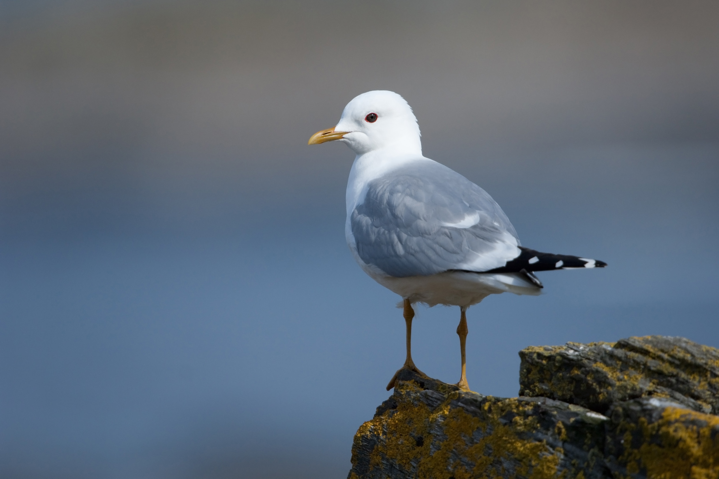 A lone Common Gull in summer plumage stood on the edge of a rock overlooking the sea.