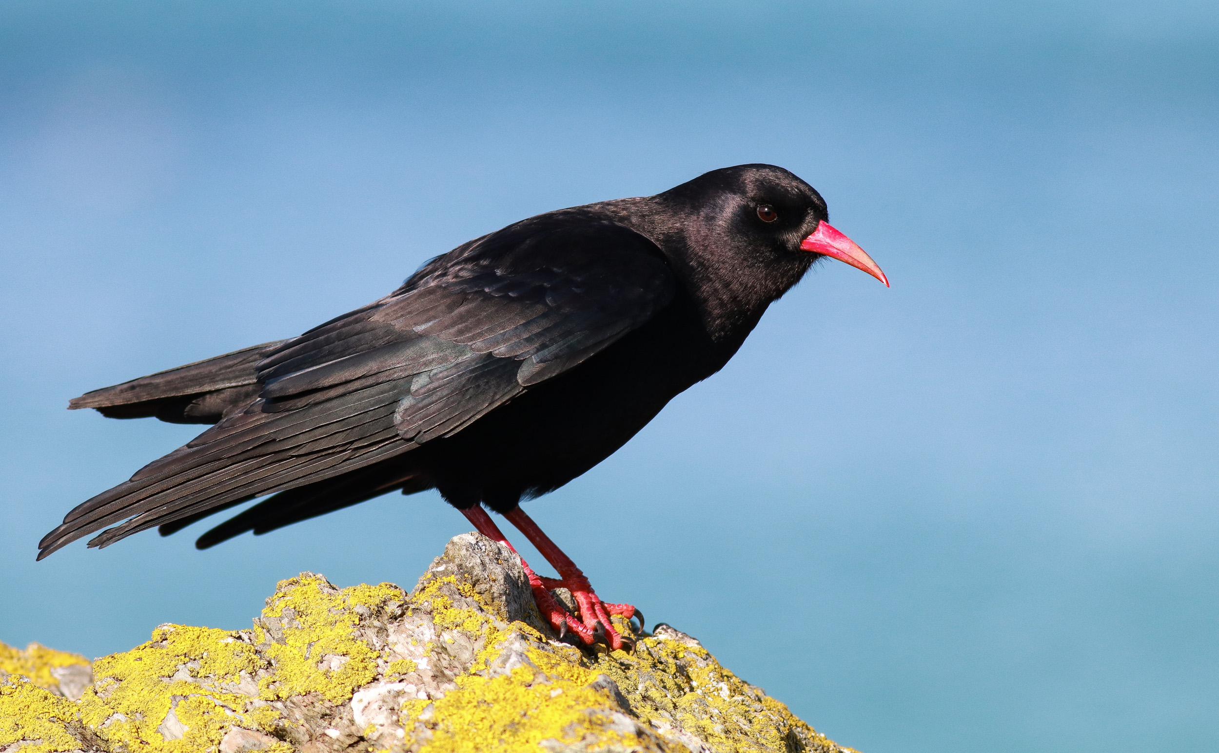 A lone Chough perched on the edge of a yellow lichen covered rock overlooking the sea.