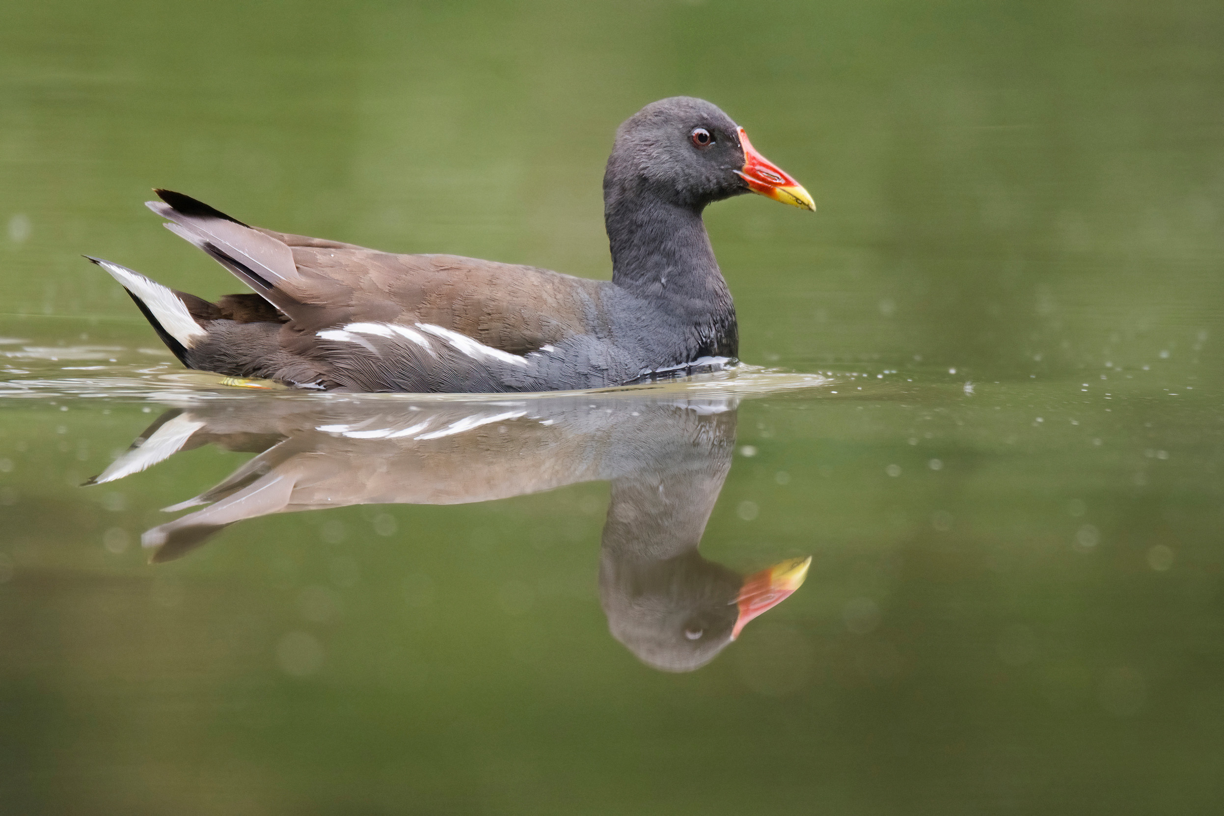A close up view of a Moorhen swimming in water.