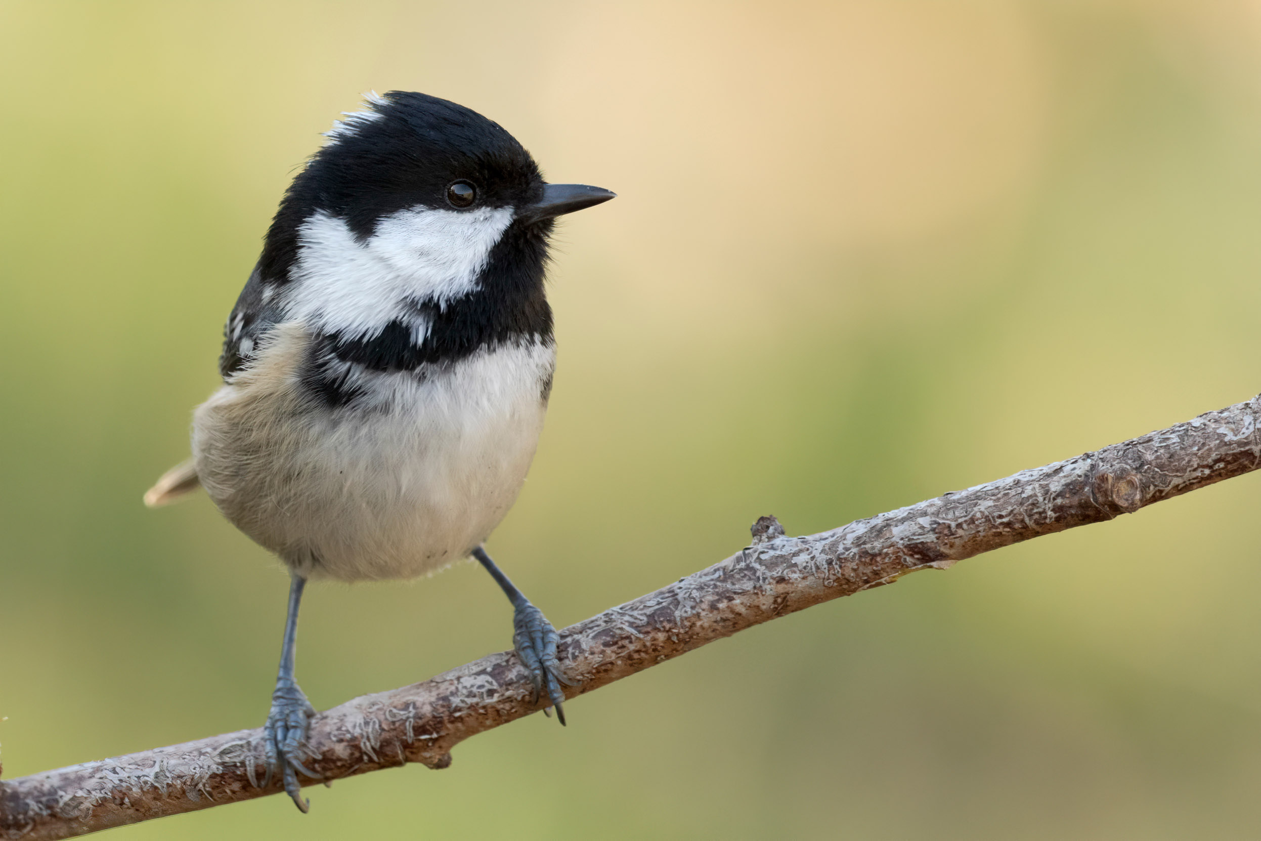 A lone Coal Tit perched on a small woodland branch.