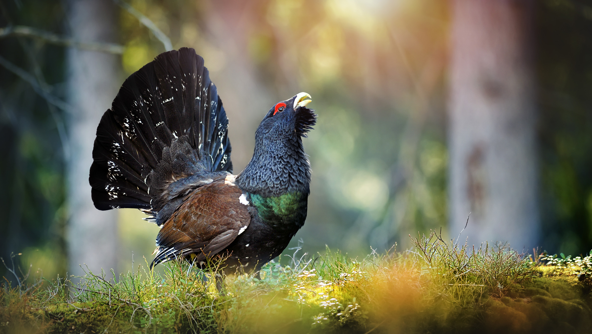 A male Capercaillie walking on a grassy woodland floor.