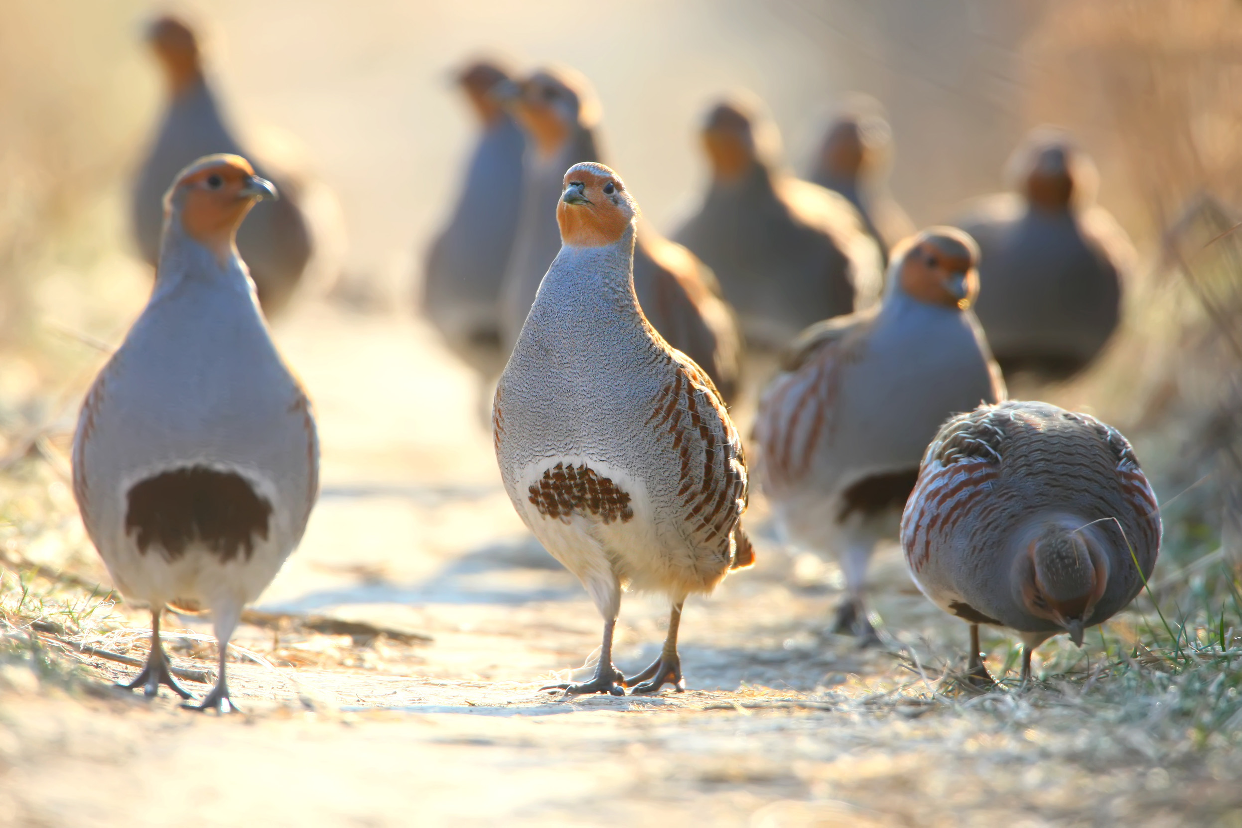 A group of Grey Partridge walking together long a dusty path.