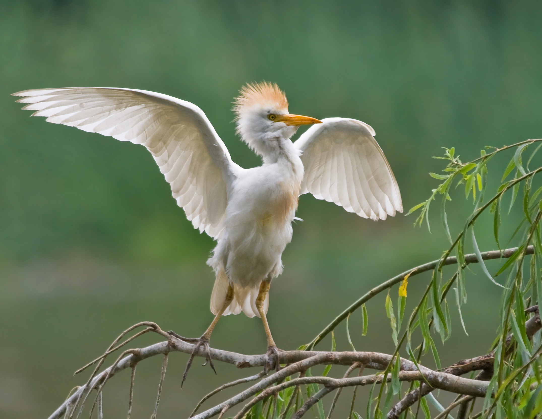 A lone Cattle Egret in summer plumage with it's wings open as it lands on a branch.