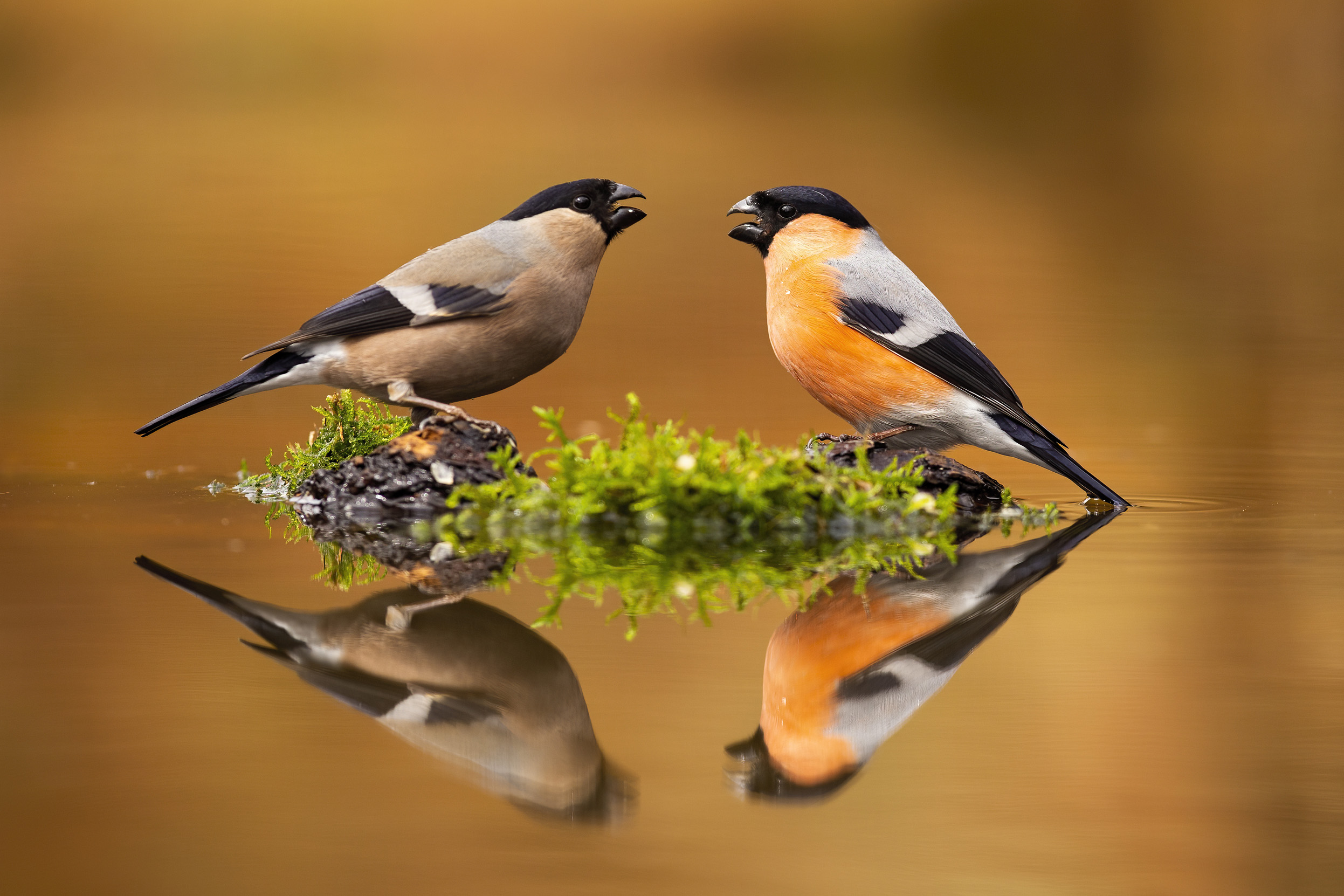 A pair of male and female Eurasian Bullfinch sat on a mossy log.