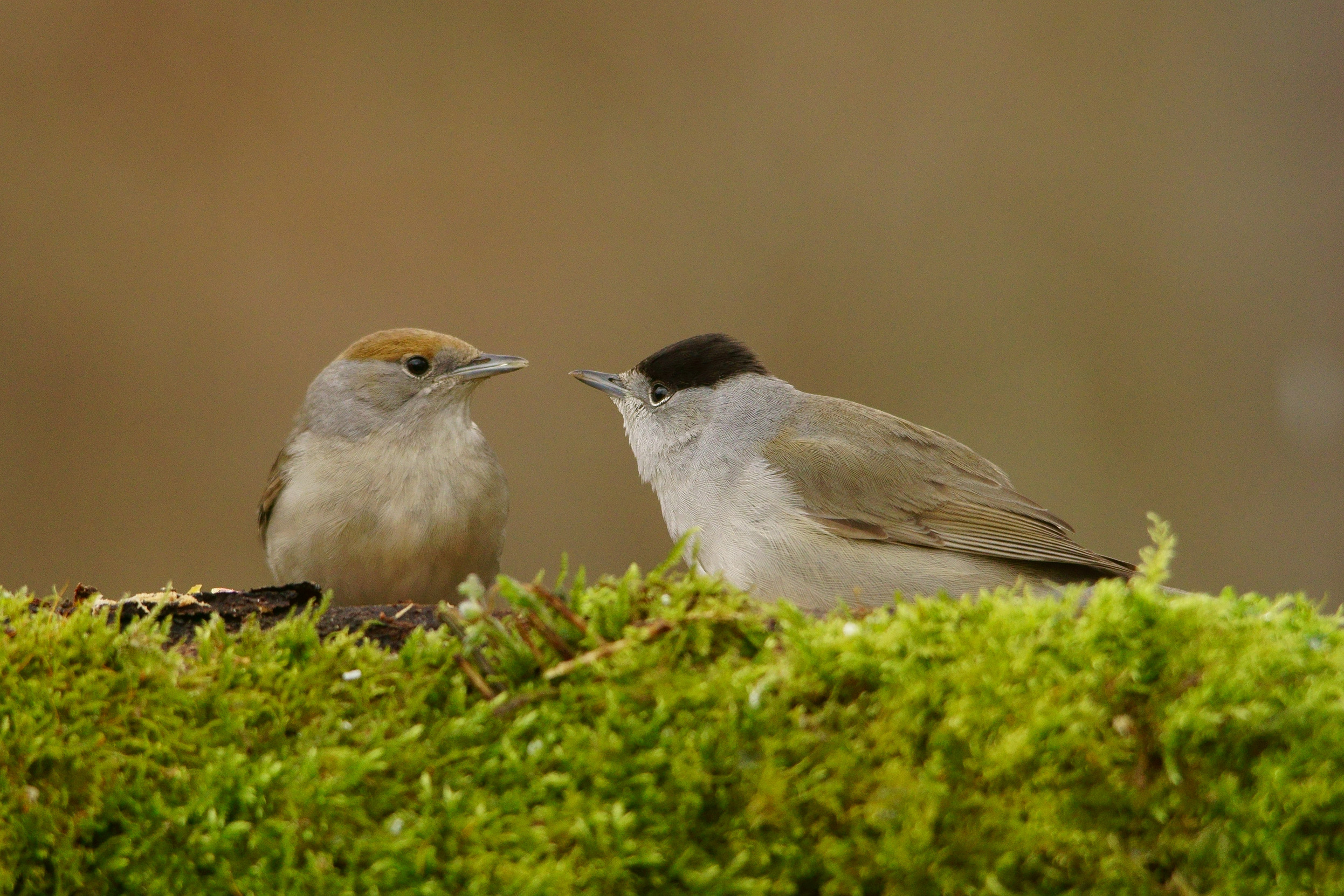 A pair of Blackcaps, male and female, perched on a mossy log and facing each other