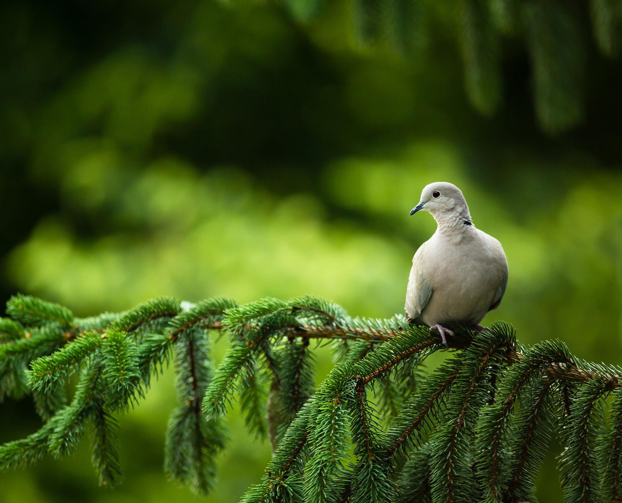 A Collard Dove perched on a long pine branch, looking to its left.