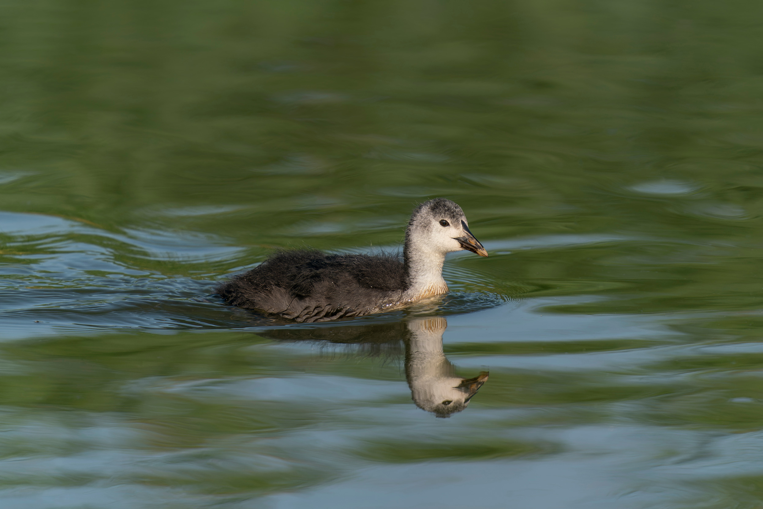 A juvenile Coot swimming on a body of water.
