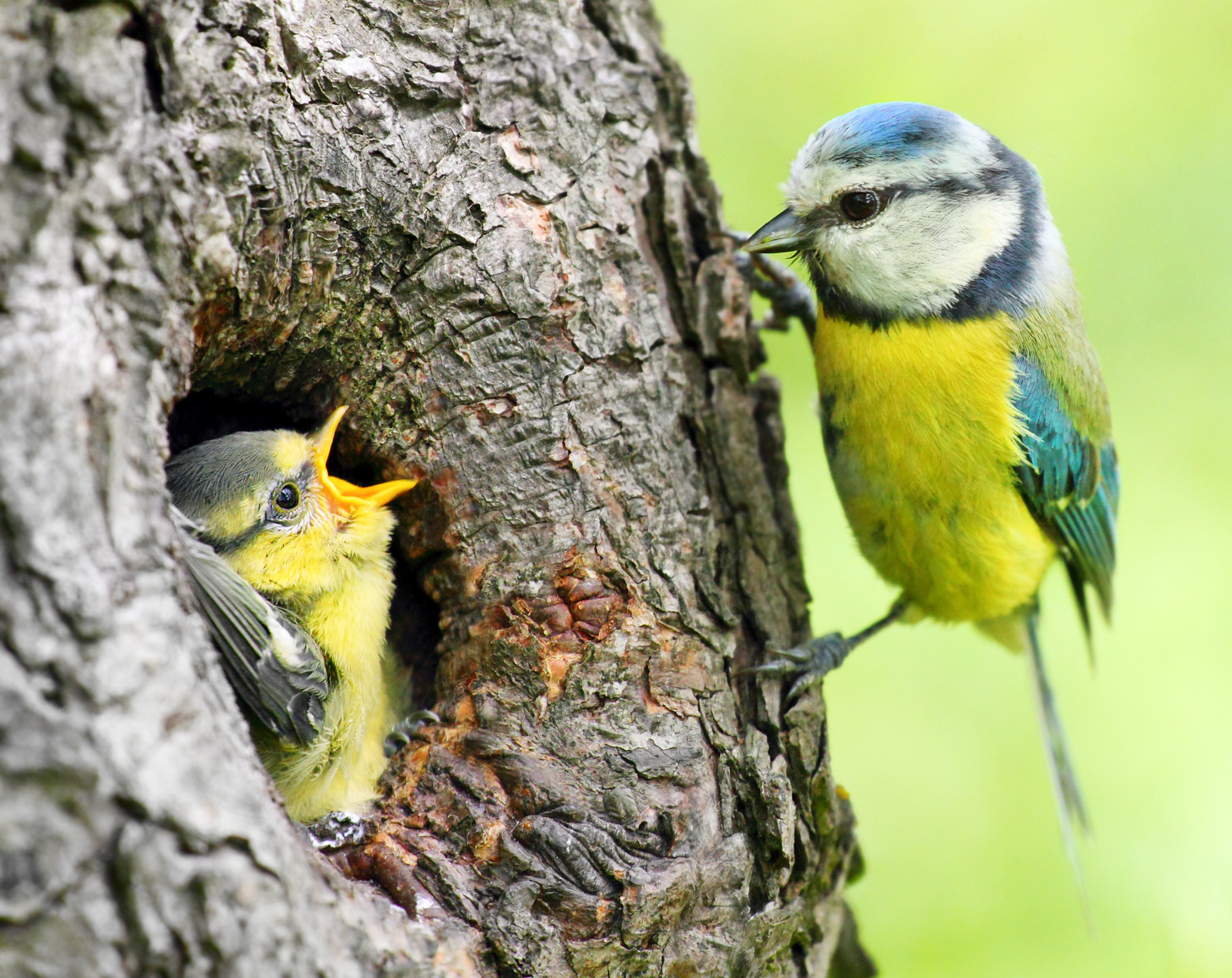 An adult Blue Tit feeding it's chick in their nest located in the hole of a tree.