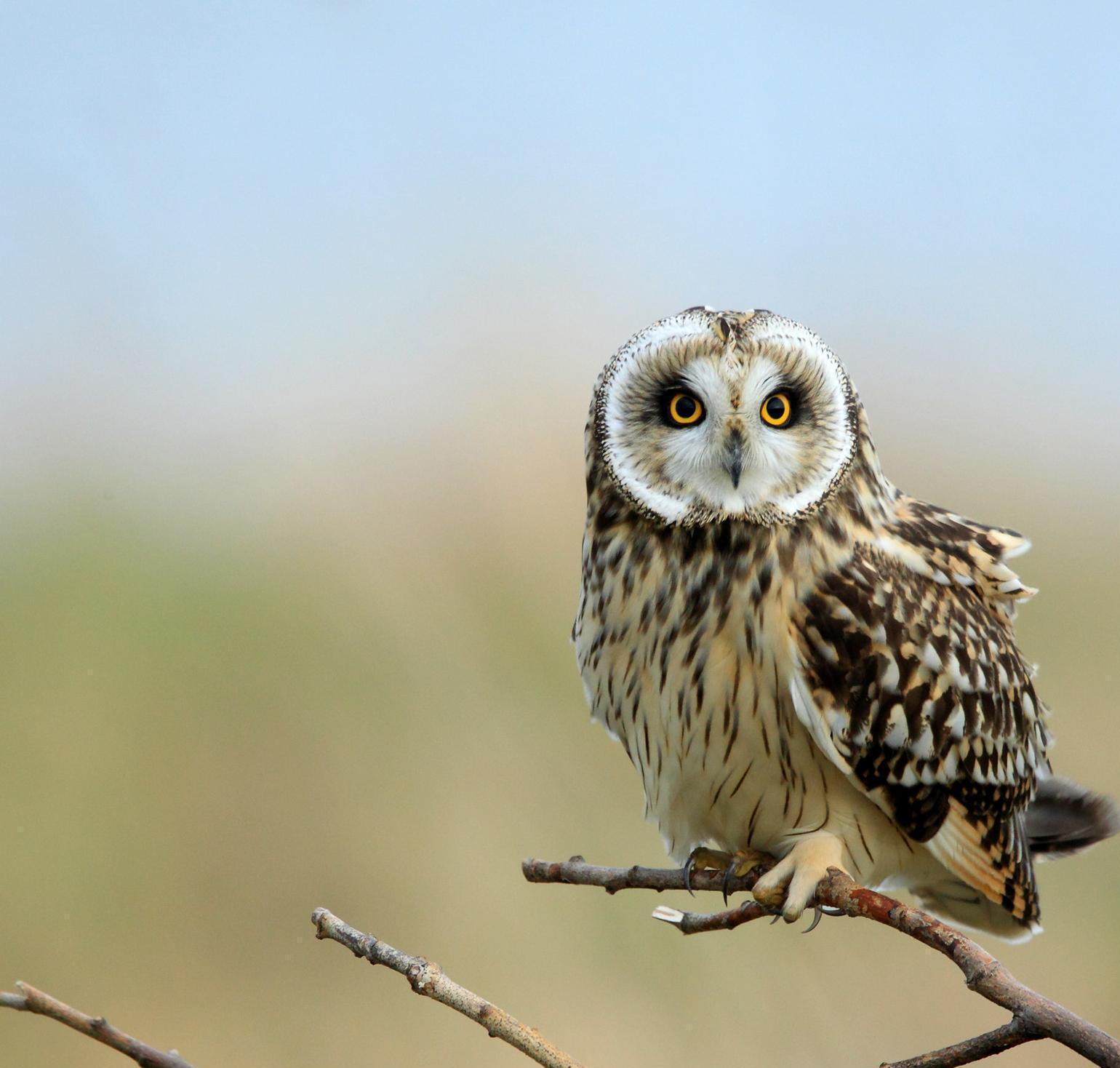 Short-eared Owl perched on a branch.