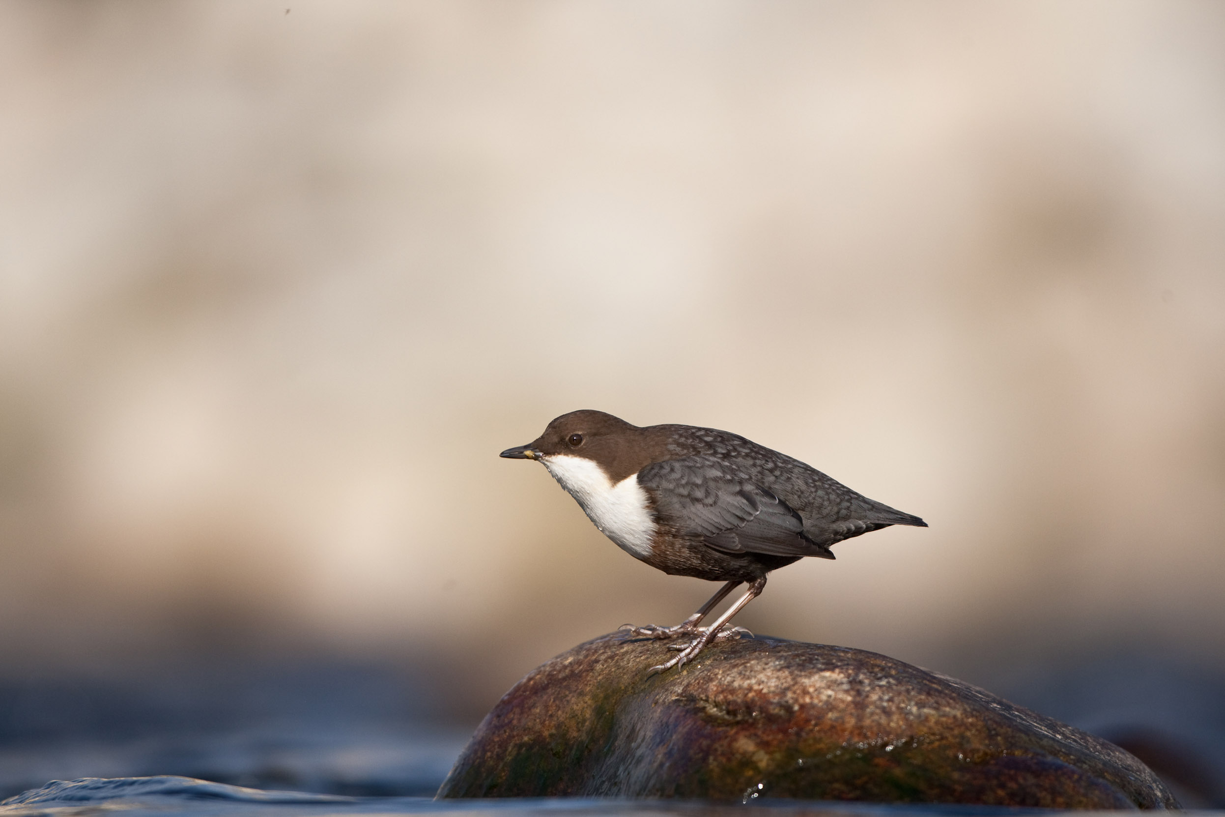 A lone Dipper perched on a small rock in a body of water.