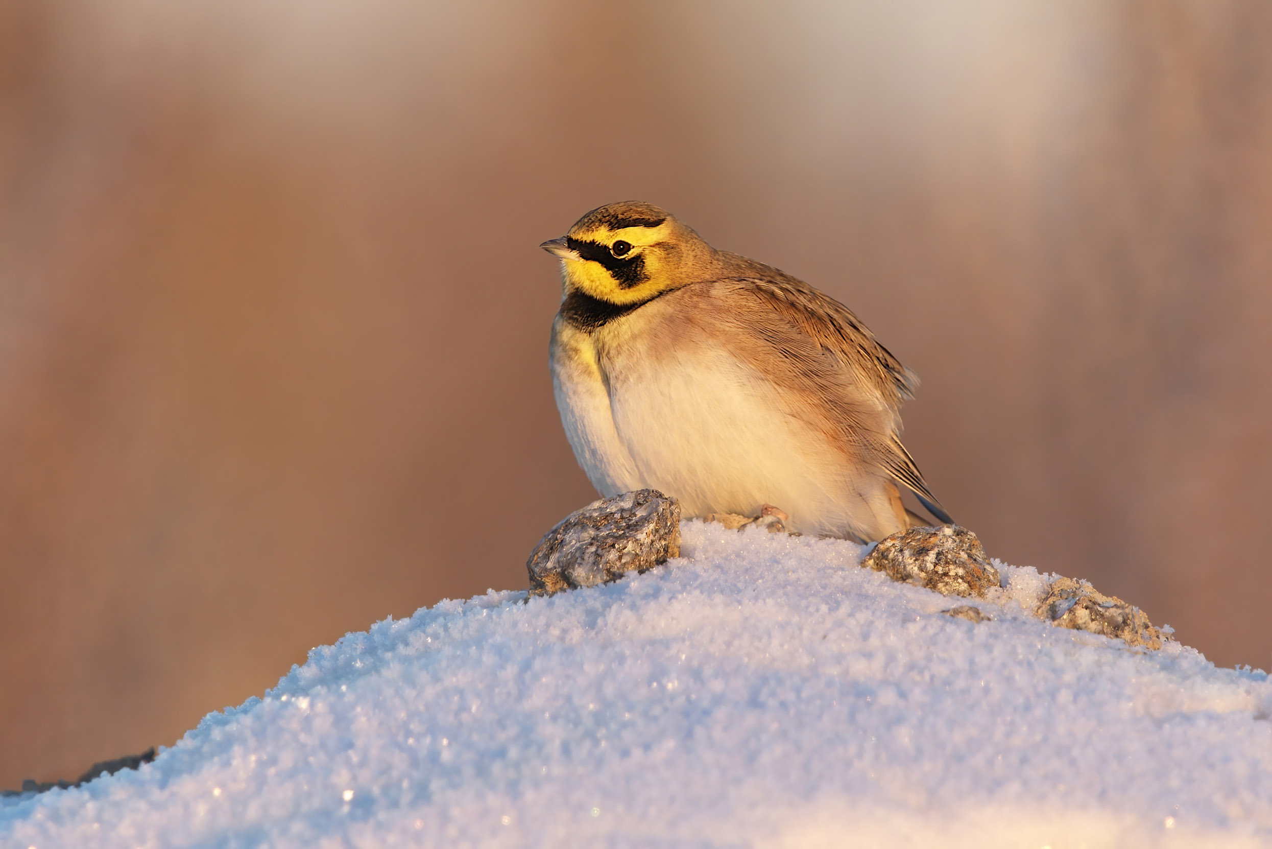 A lone Shore Lark perched on a pile of snow.